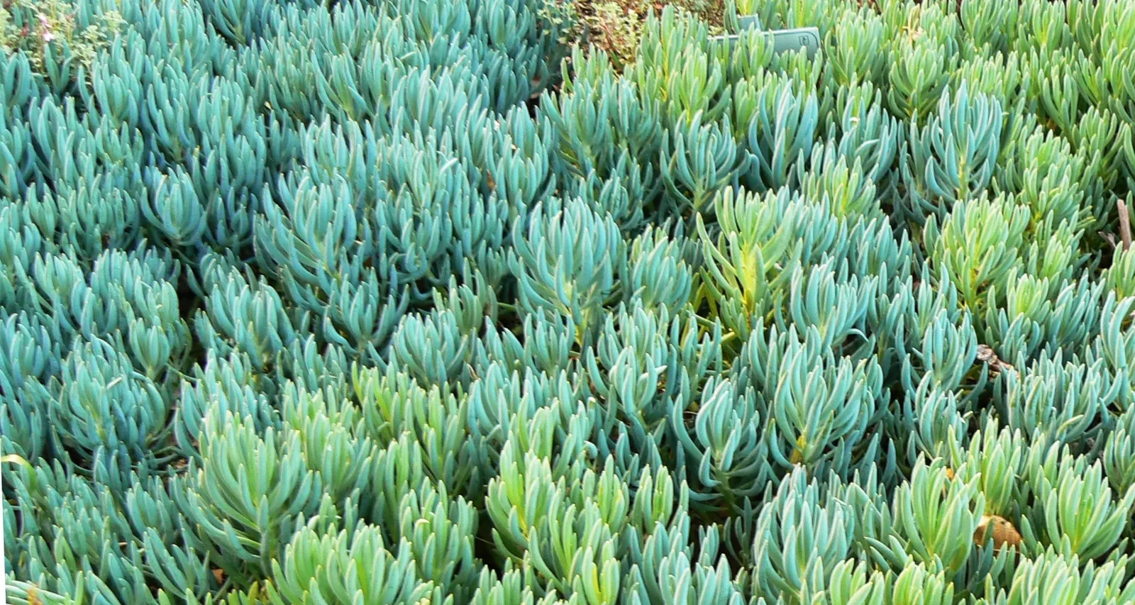 Dwarf Senecio (Senecio Serpens) — making it a drought-tolerant choice; making it a dream plant for water-wise gardens.<br><br>For optimal growth