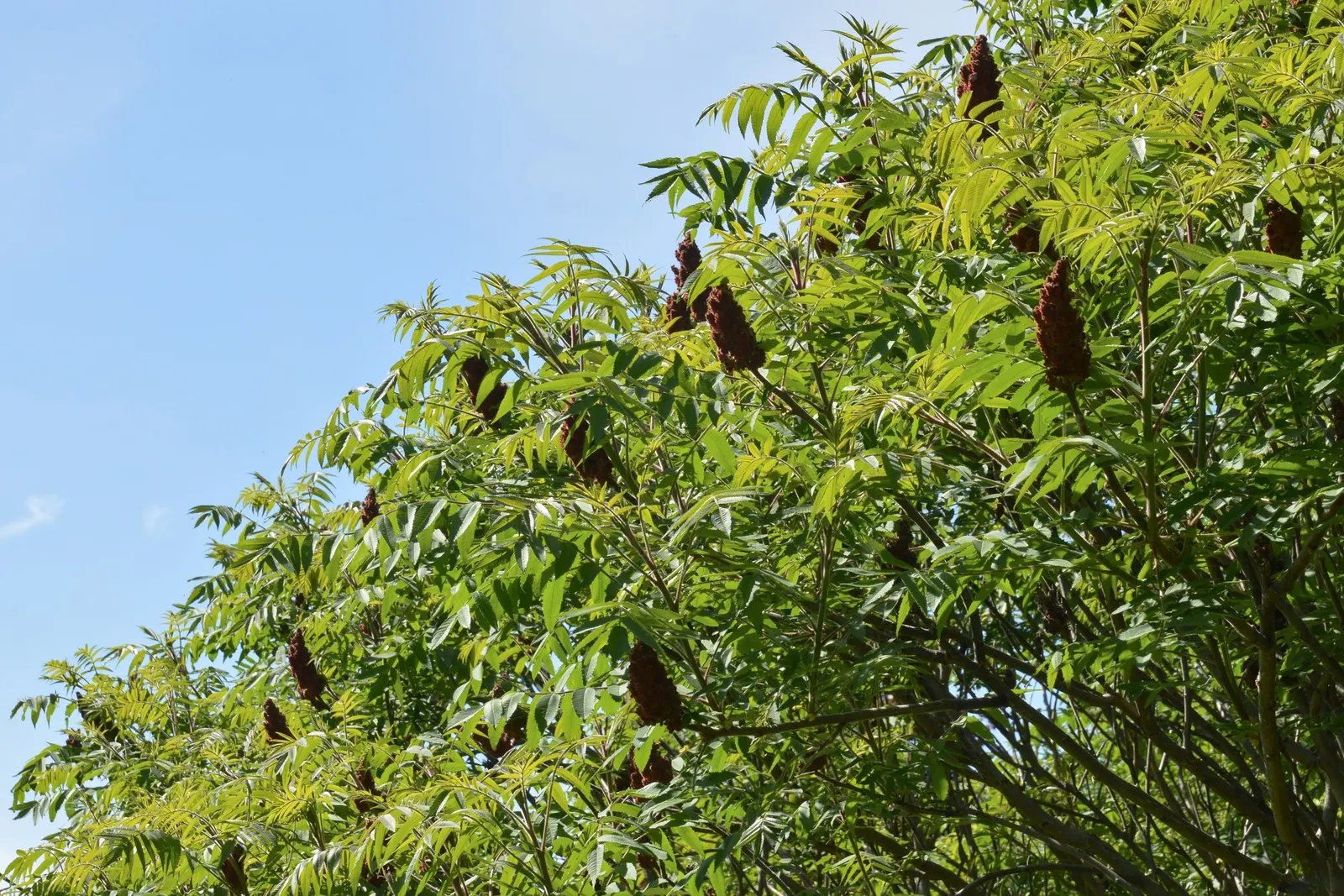 Staghorn Sumac (Rhus Typhina) — making them a low-maintenance choice for impactful seasonal color, image 105