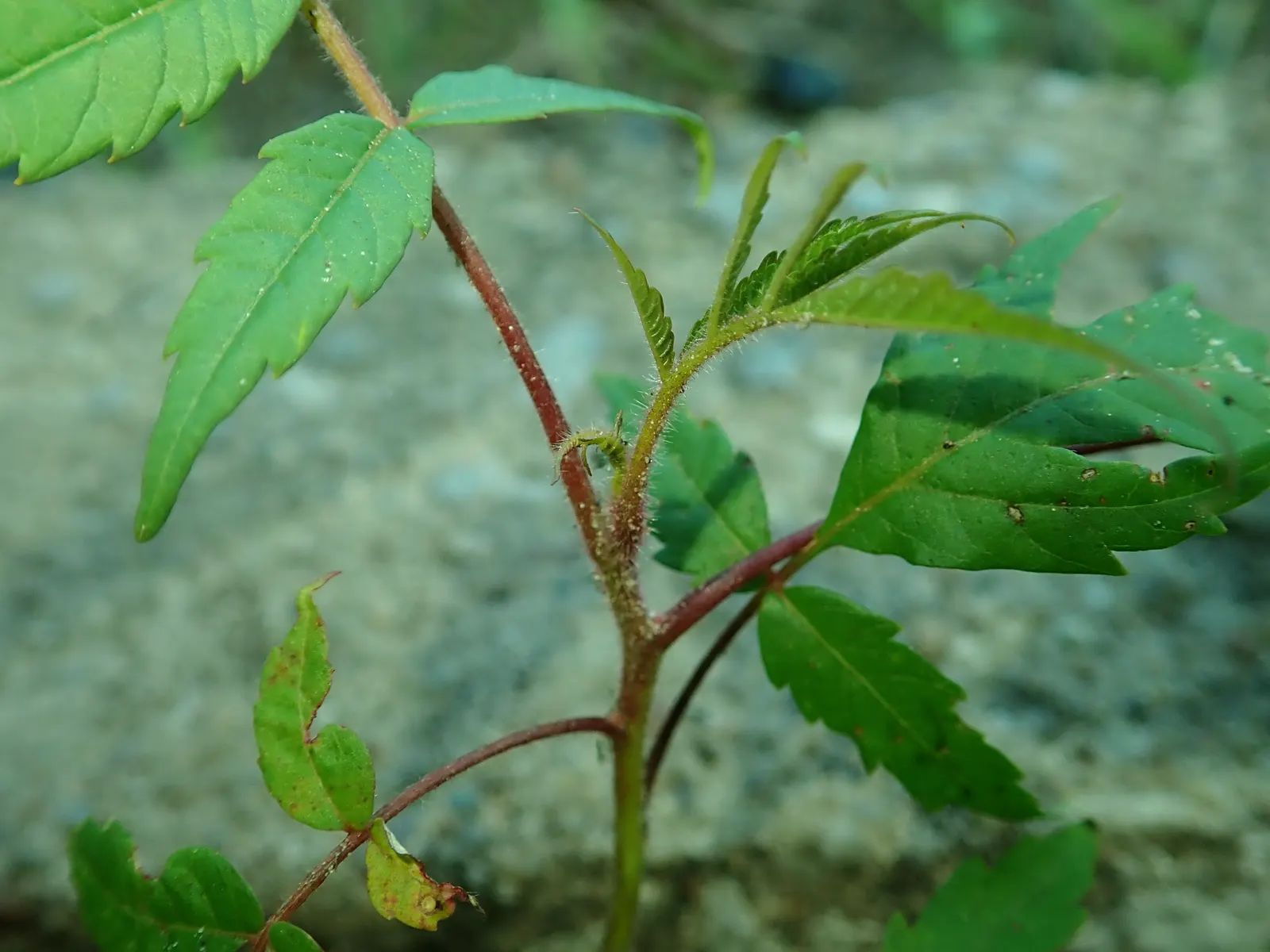 Staghorn Sumac (Rhus Typhina) — a striking deciduous shrub or small tree; provide a lush green canopy, image 74