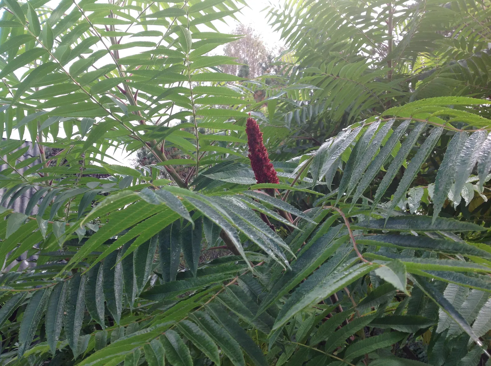 Staghorn Sumac (Rhus Typhina) — is celebrated for its ornamental features and adaptability; these berries are a valuable food source for wildlife