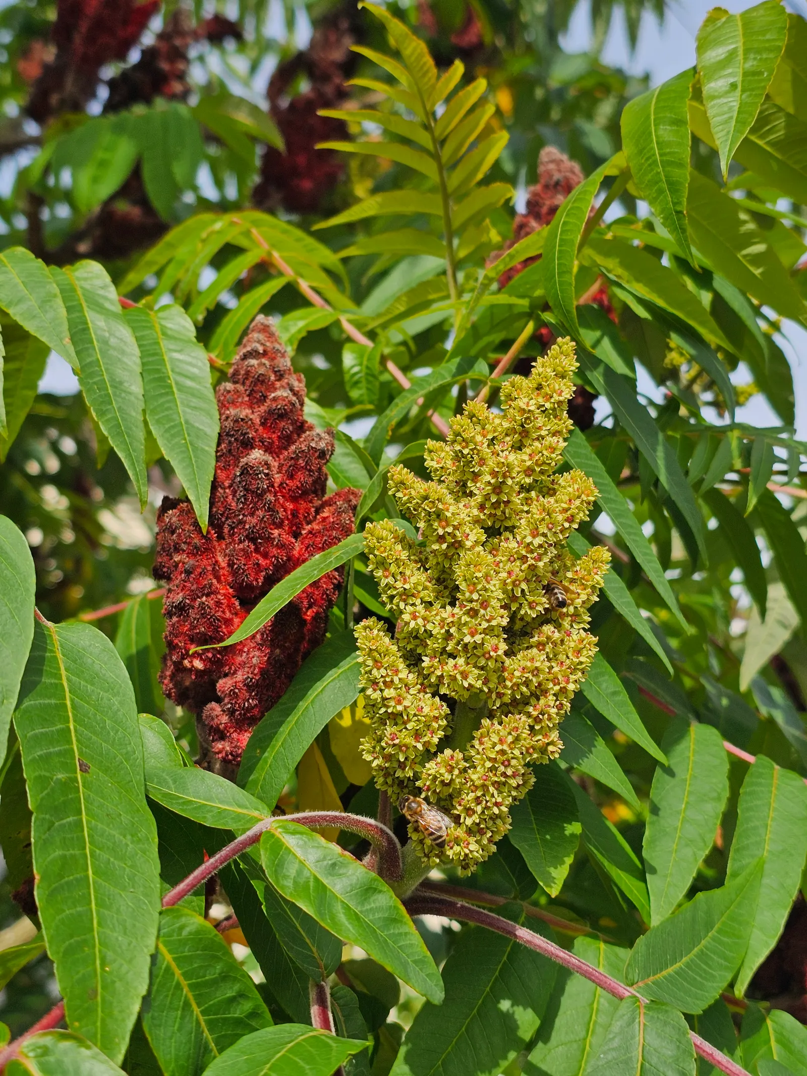 Staghorn Sumac (Rhus Typhina) — Renowned for its vibrant fall foliage in shades of yellow; a native to the Northeastern United States