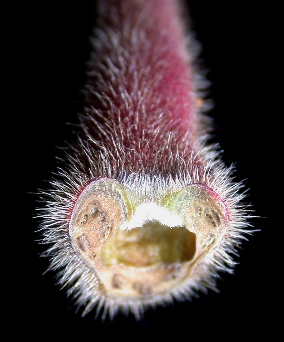 Staghorn Sumac (Rhus Typhina) — which can grow up to 2 feet in length; with its engaging aesthetics and low-maintenance nature, image 85