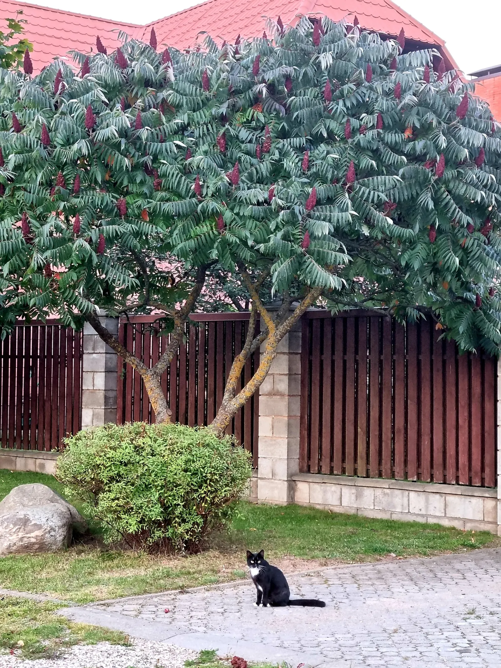 Staghorn Sumac (Rhus Typhina) — A native to the Northeastern United States; a striking deciduous shrub or small tree, image 77