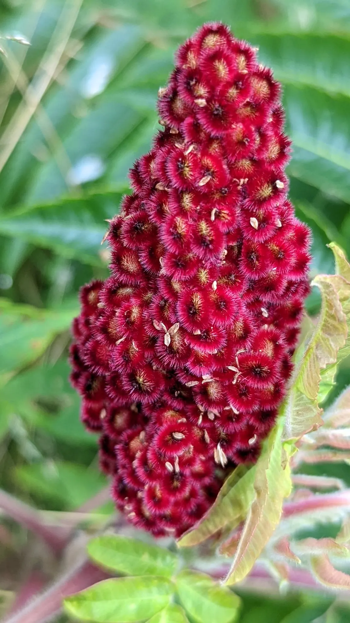 Staghorn Sumac (Rhus Typhina) — making it a resilient choice for many landscapes.<br><br>During the growing season, image 50