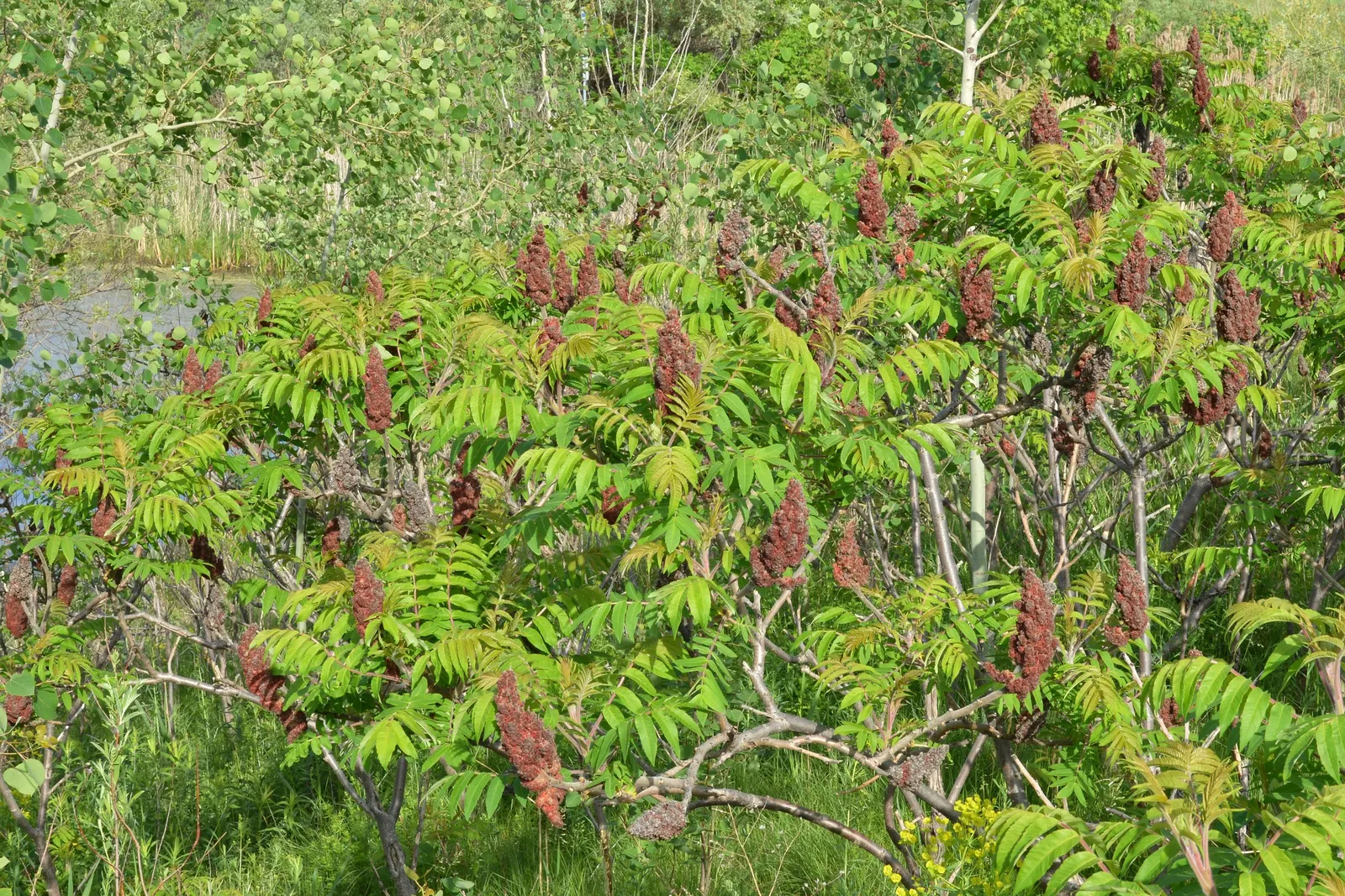 Staghorn Sumac (Rhus Typhina) — antler-like branches that resemble a male deer's antlers in velvet; offering a brilliant autumnal, image 112