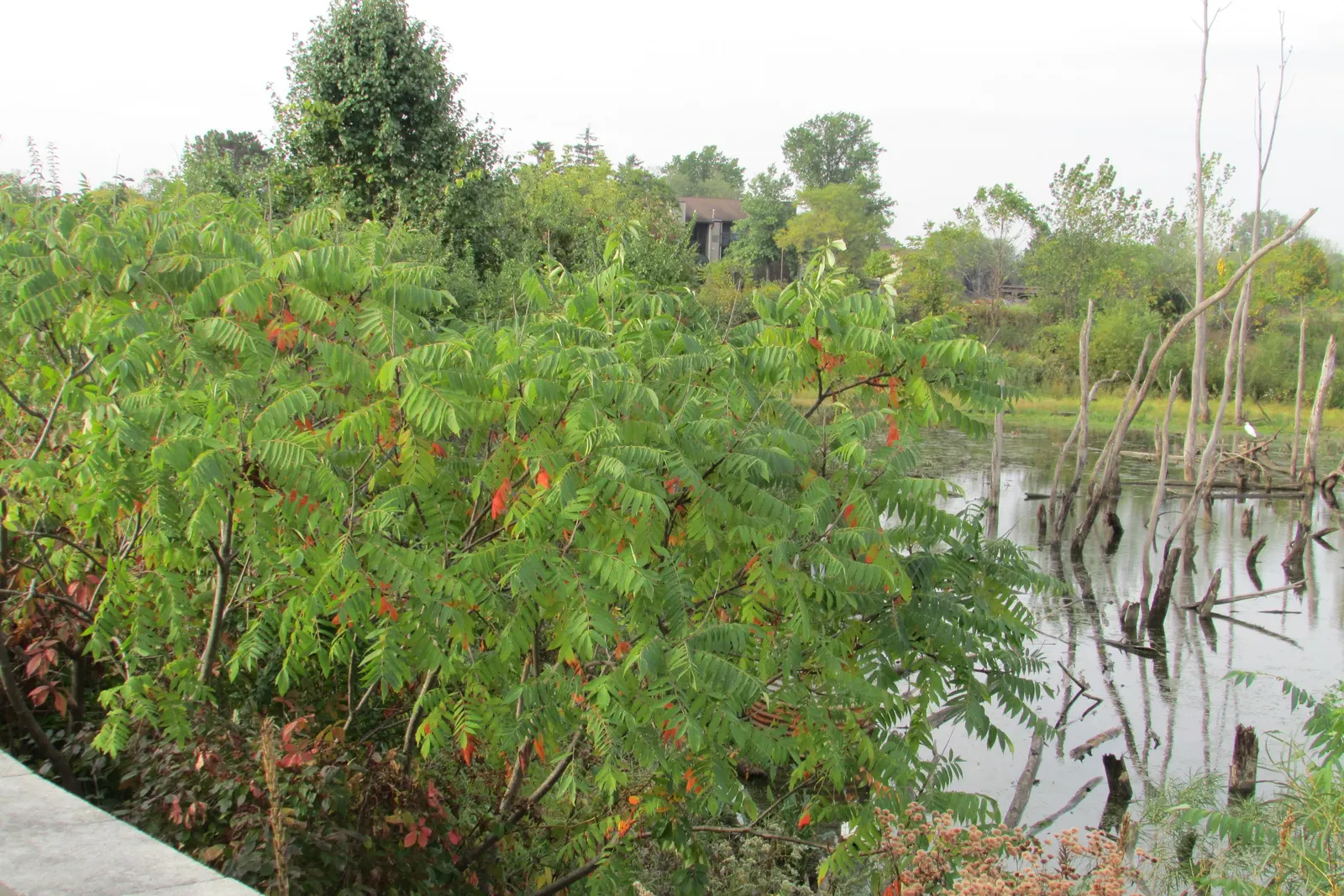 Staghorn Sumac (Rhus Typhina) — its pinnately compound leaves; followed by eye-catching clusters of fuzzy