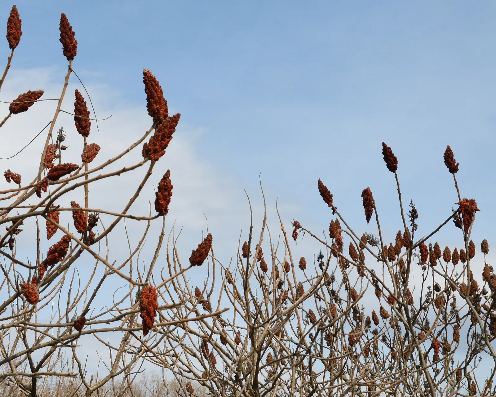 Staghorn Sumac (Rhus Typhina) — followed by eye-catching clusters of fuzzy