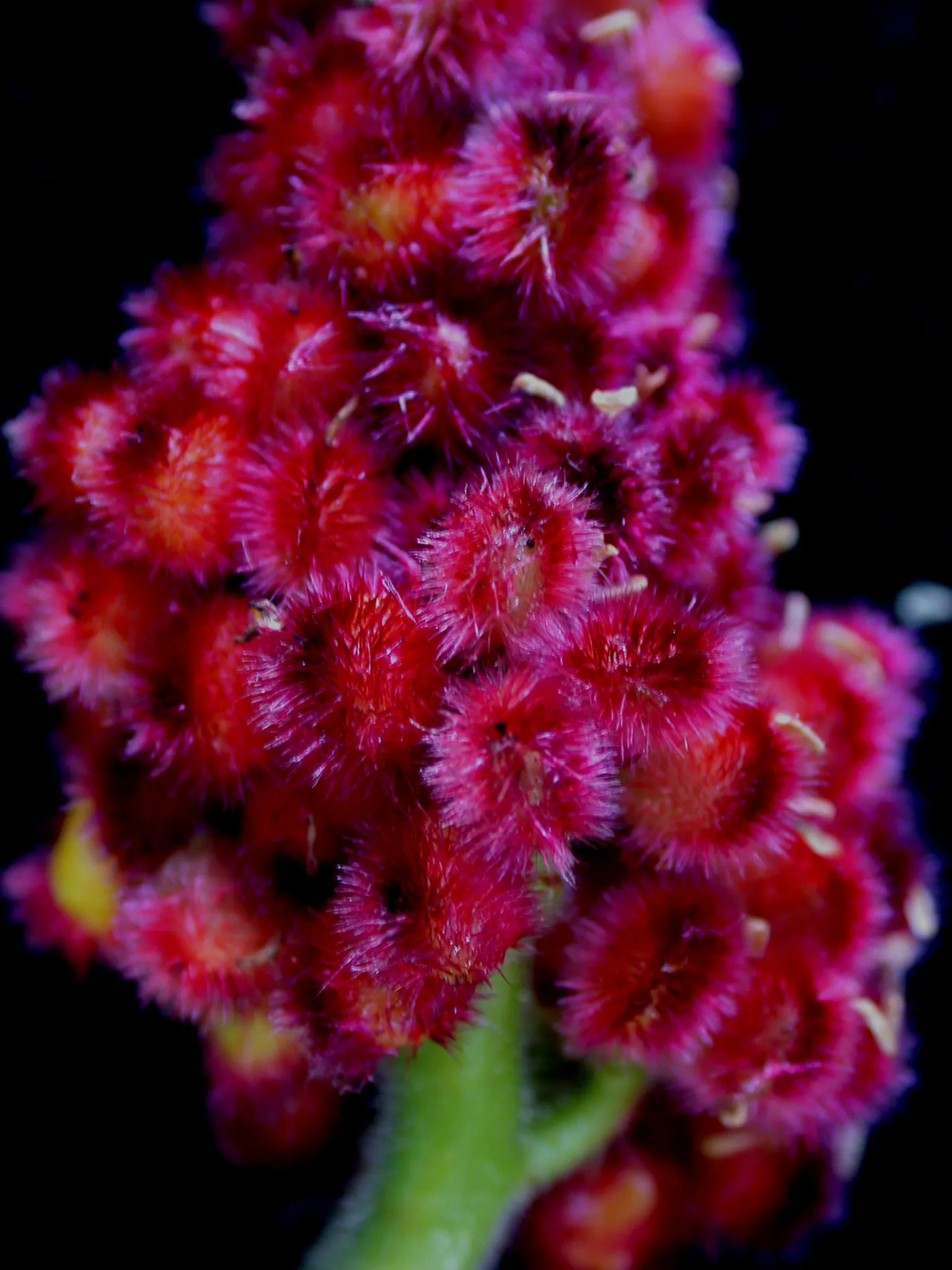 Staghorn Sumac (Rhus Typhina) — Renowned for its vibrant fall foliage in shades of yellow
