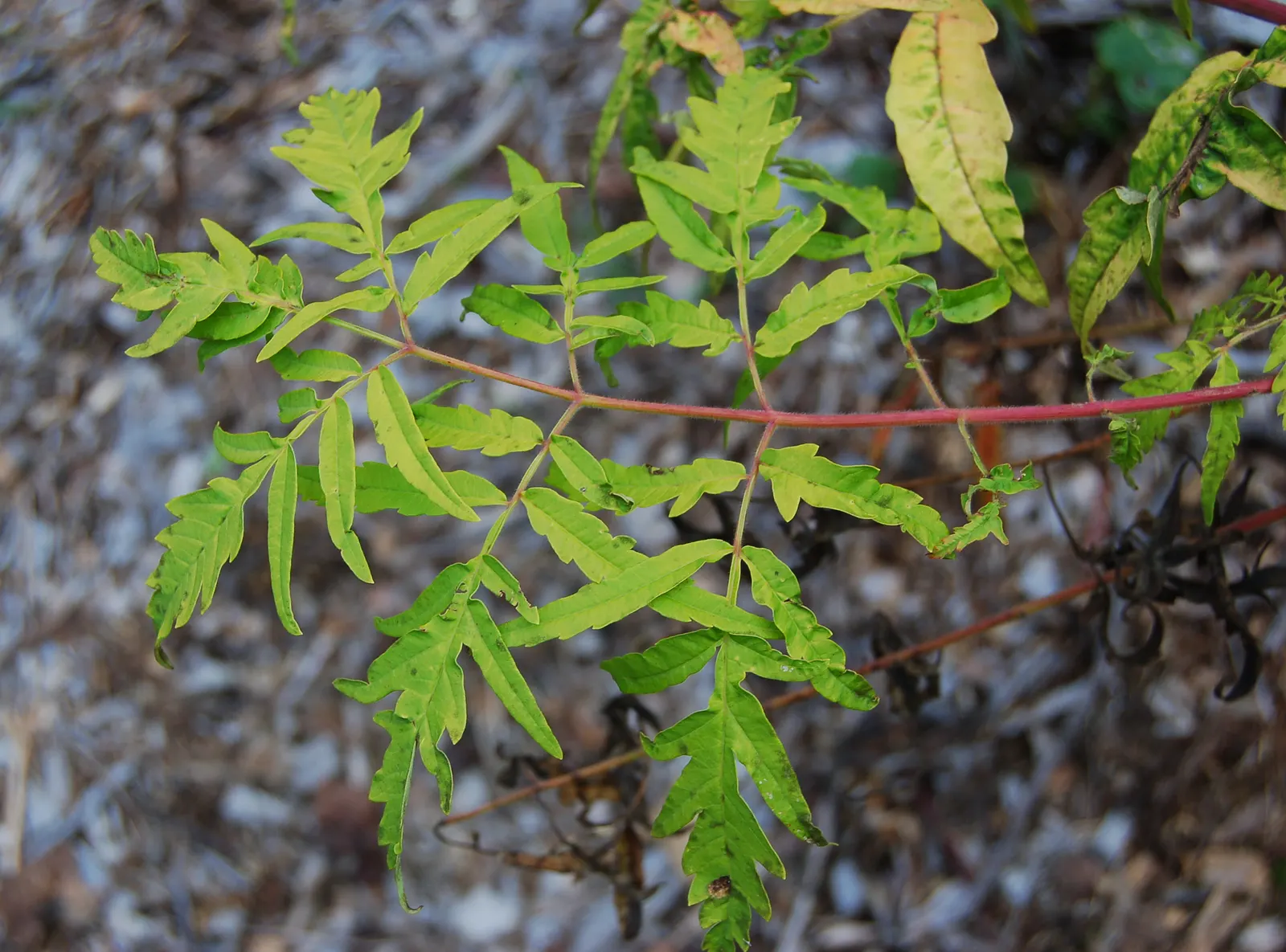 Staghorn Sumac (Rhus Typhina) — a striking deciduous shrub or small tree; provide a lush green canopy