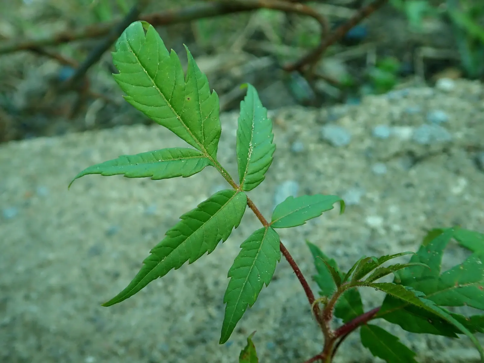 Staghorn Sumac (Rhus Typhina) — Staghorn Sumac (Rhus typhina)