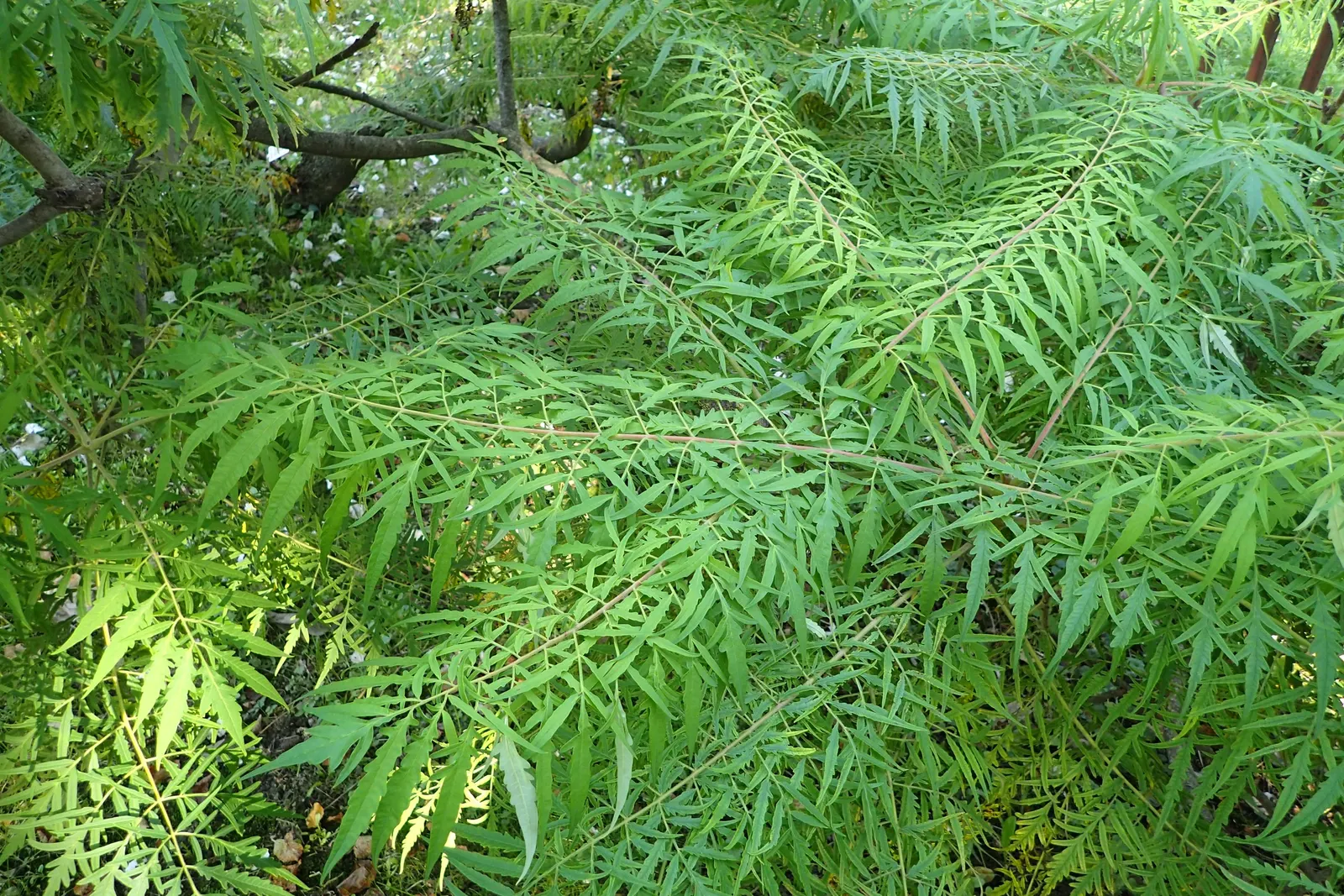 Staghorn Sumac (Rhus Typhina) — Regular pruning may be necessary to maintain its shape and size within the intended space; is celebrated for its, image 96