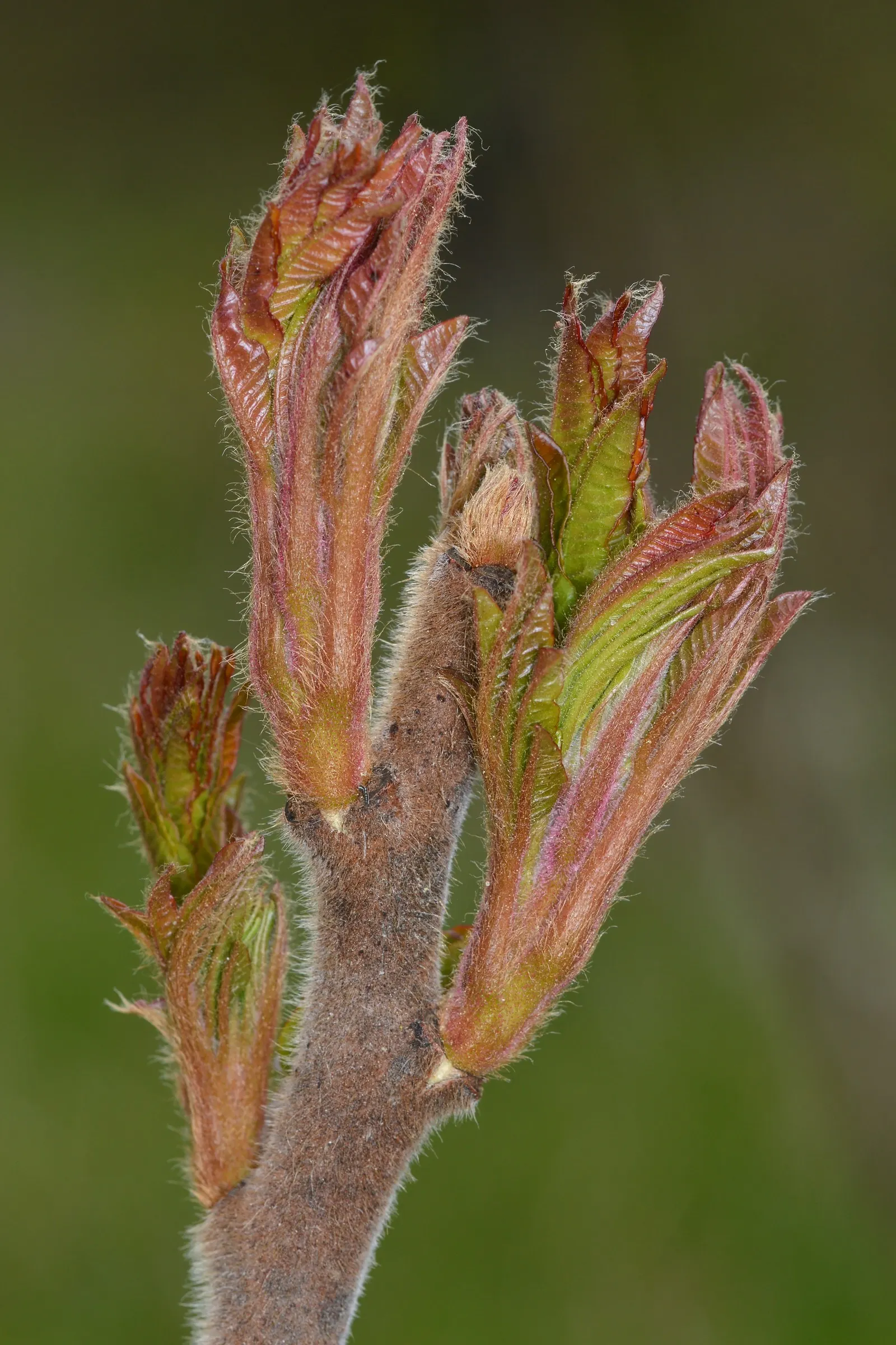 Staghorn Sumac (Rhus Typhina) — consider its potential to spread through suckers, image 61