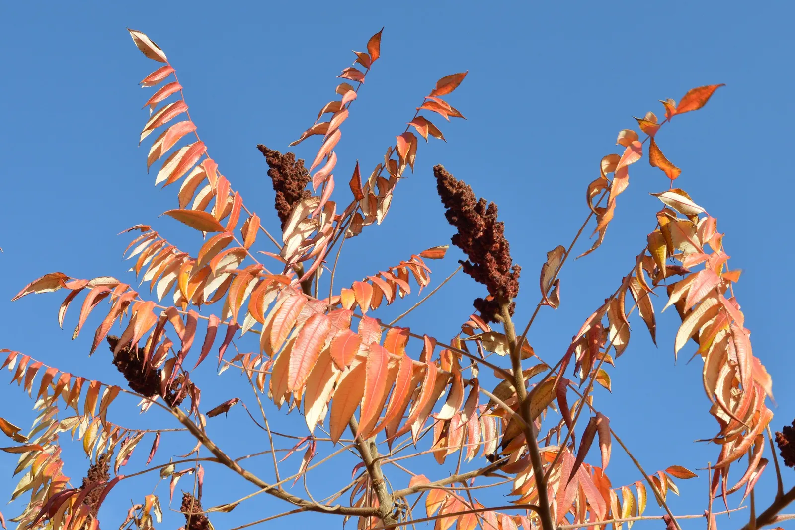 Staghorn Sumac (Rhus Typhina) — which allows it to form thickets if not managed