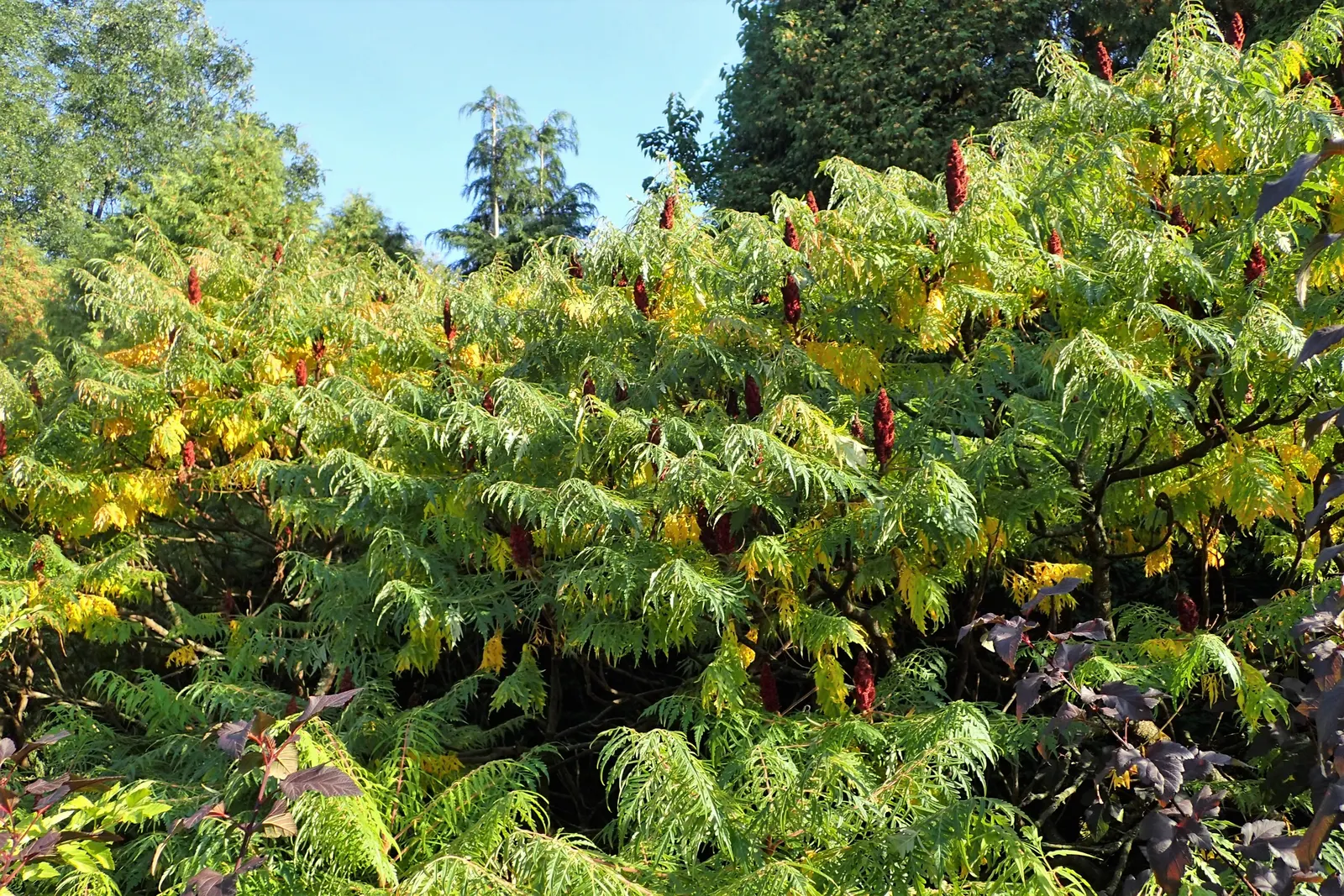Staghorn Sumac (Rhus Typhina) — the Staghorn Sumac thrives in full sun to partial shade; which allows it to form thickets if not managed, image 80