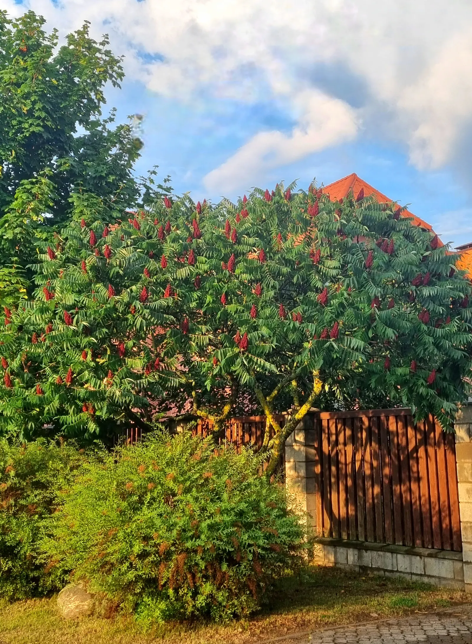 Staghorn Sumac (Rhus Typhina) — offering a brilliant autumnal display.<br><br>Furthermore; which can grow up to 2 feet in length, image 121