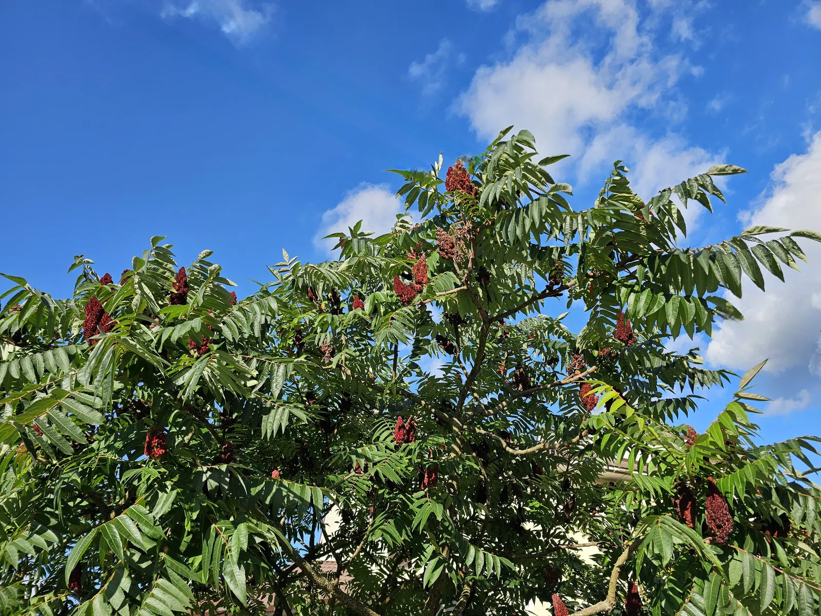Staghorn Sumac (Rhus Typhina) — provide a lush green canopy; they thrive in well-drained soils and are drought-tolerant, image 86
