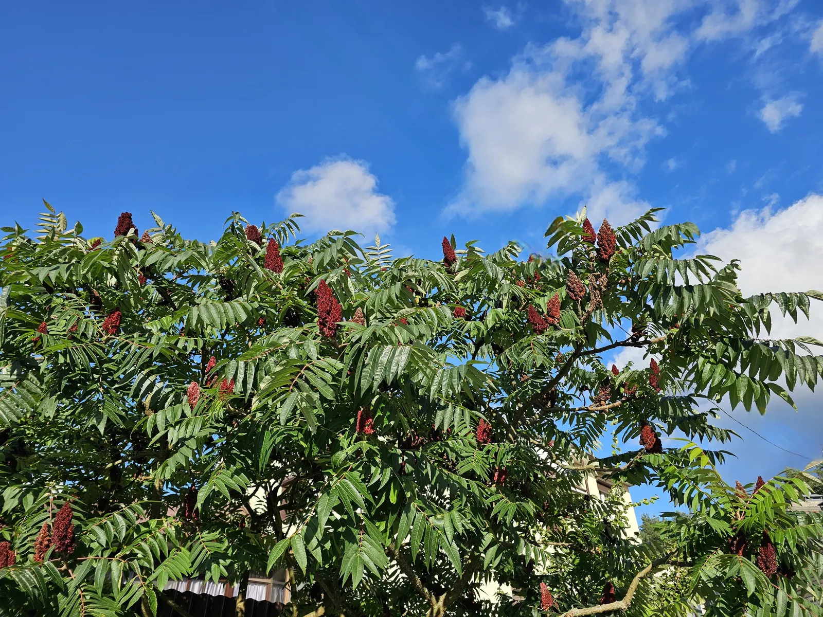 Staghorn Sumac (Rhus Typhina) — It typically stands 15 to 25 feet in height with an equal spread, though it can sometimes reach up to 35 feet; staghorn Sumac