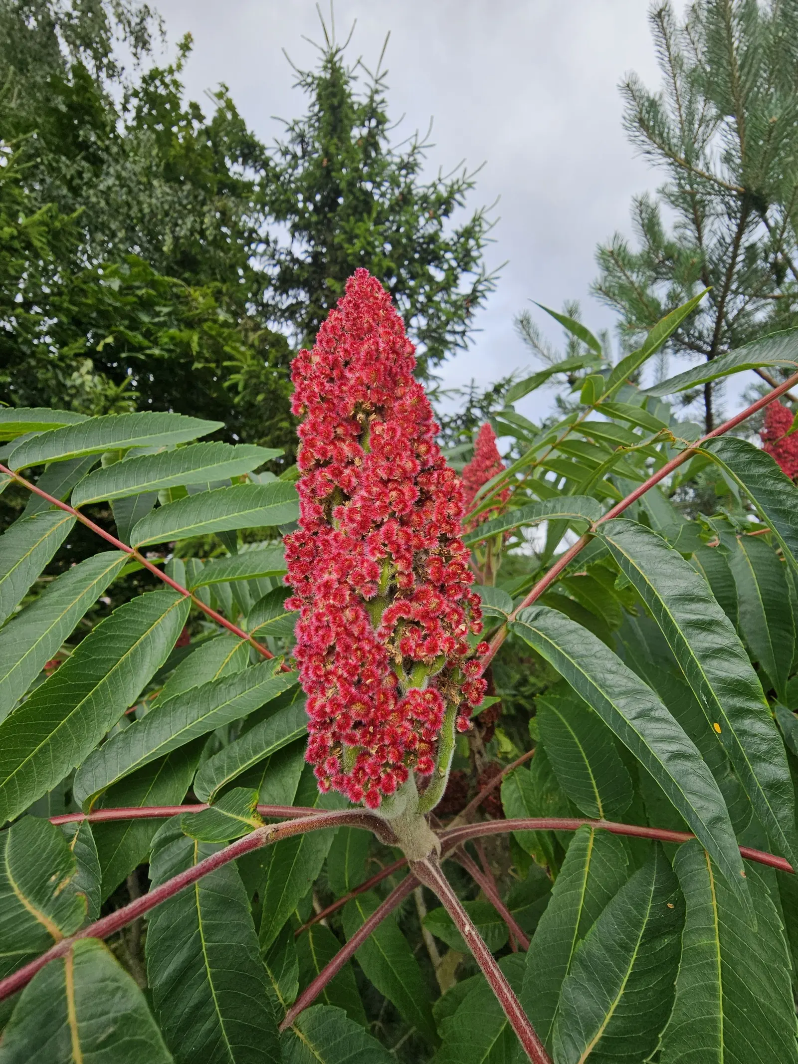 Staghorn Sumac (Rhus Typhina) — Staghorn Sumac produces dense panicles of greenish-yellow flowers in the summer; adding multi-season interest, image 122