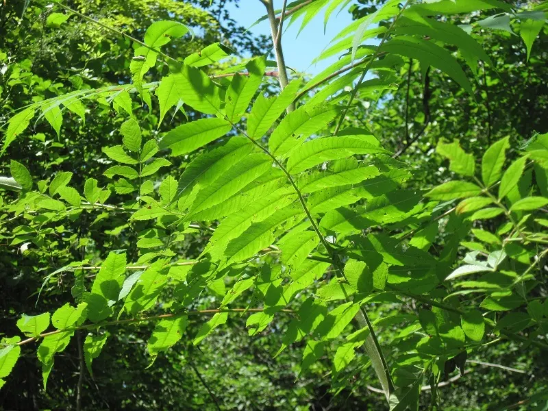 Staghorn Sumac (Rhus Typhina) — Staghorn Sumac (Rhus typhina); antler-like branches that resemble a male deer's antlers in velvet, image 106