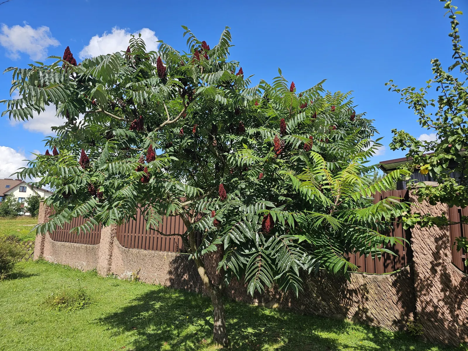 Staghorn Sumac (Rhus Typhina) — Staghorn Sumac (Rhus typhina) is a striking deciduous shrub, attaining 15-25 feet in height and spread; sumacs, image 100