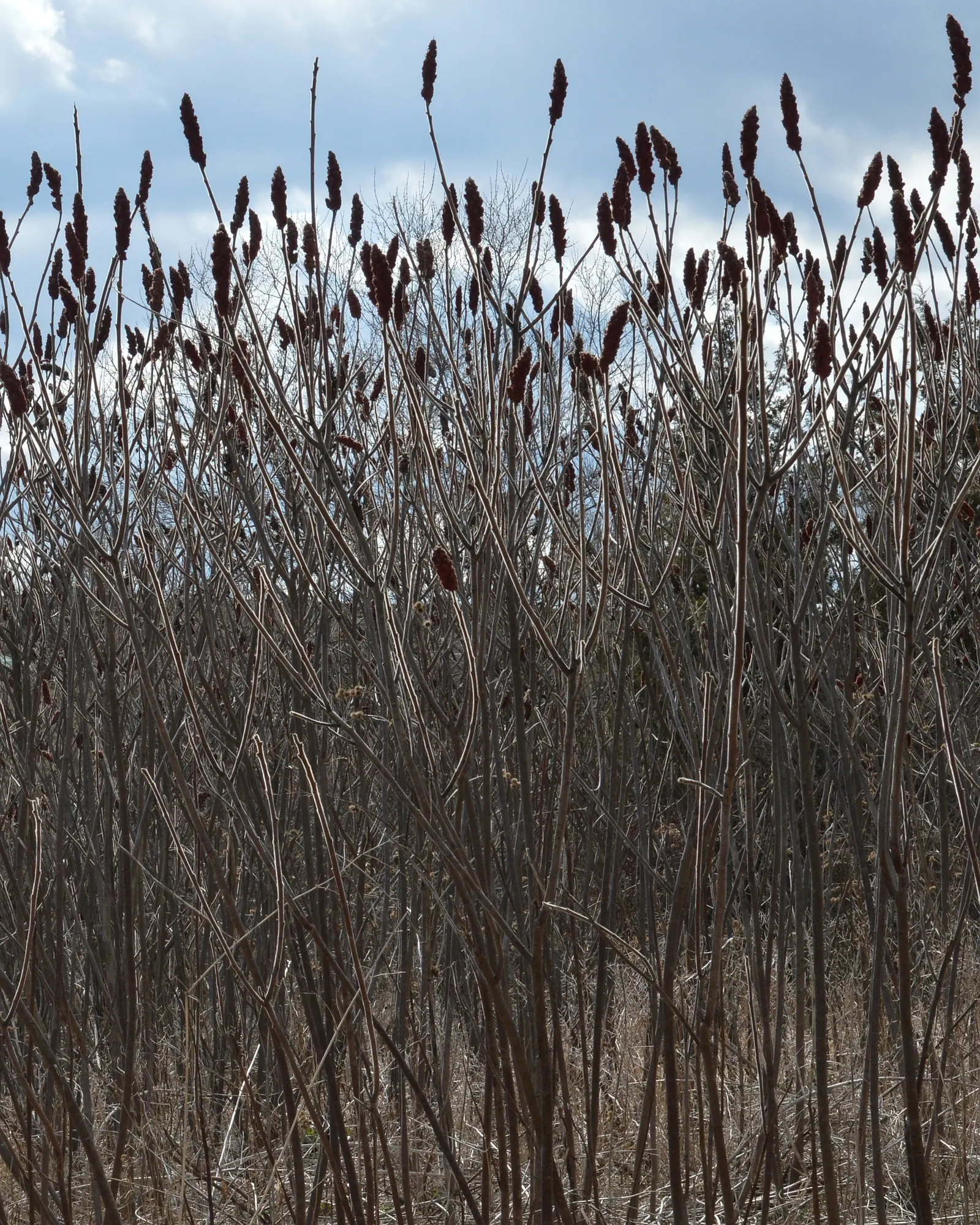 Staghorn Sumac (Rhus Typhina) — followed by eye-catching clusters of fuzzy; shrub / tree for full or half or shade, image 123