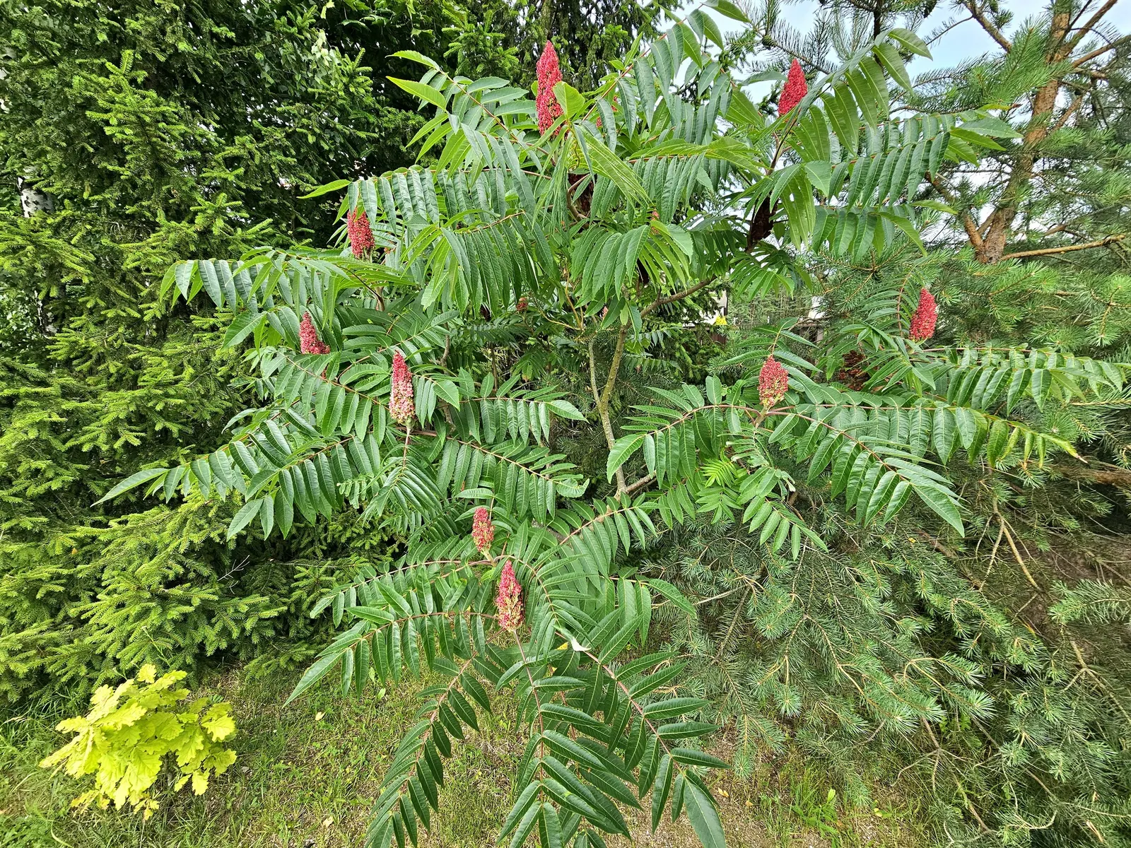Staghorn Sumac (Rhus Typhina) — is celebrated for its ornamental features and adaptability