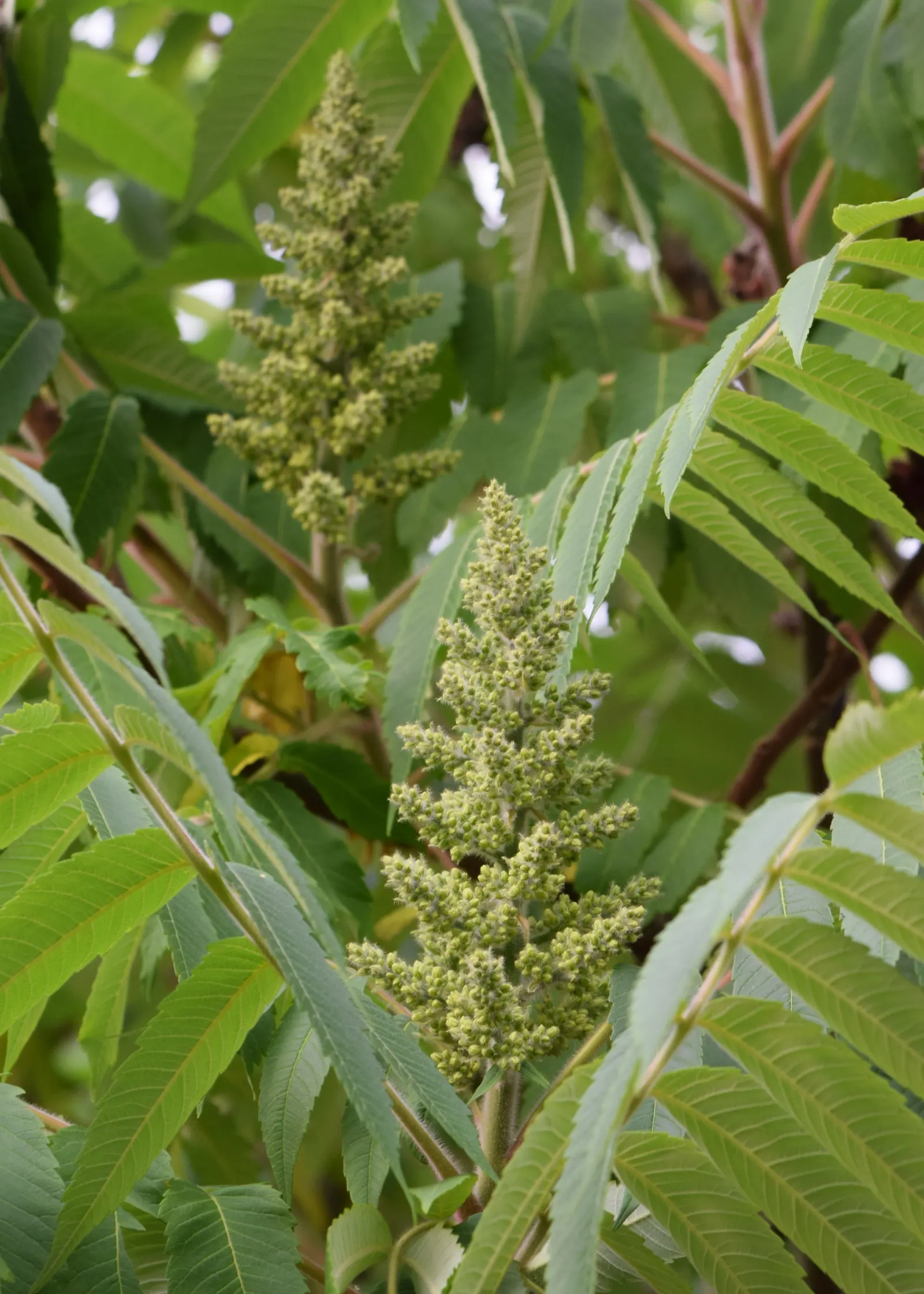 Staghorn Sumac (Rhus Typhina) — Renowned for its vibrant fall foliage in shades of yellow; a native to the Northeastern United States, image 68