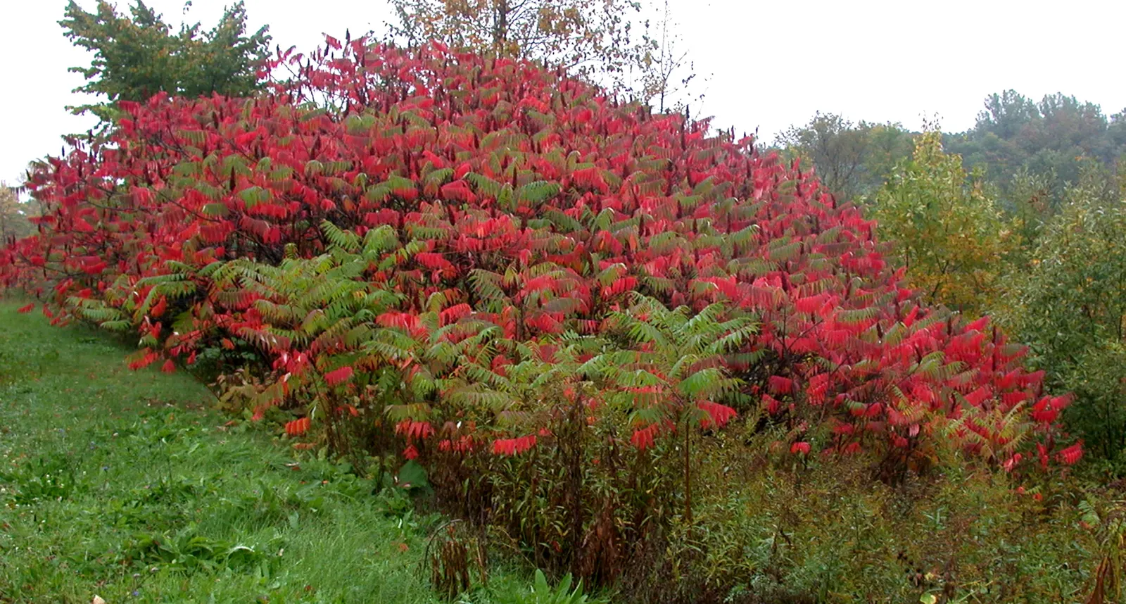Staghorn Sumac (Rhus Typhina) — the Staghorn Sumac thrives in full sun to partial shade; which allows it to form thickets if not managed, image 113