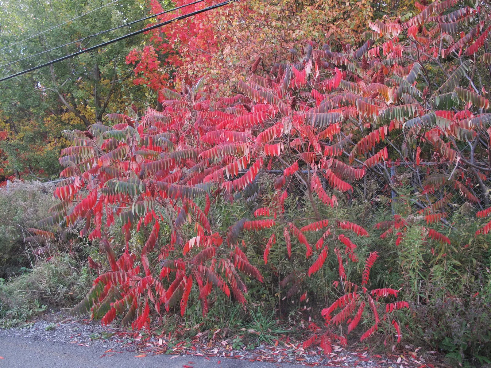 Staghorn Sumac (Rhus Typhina) — red berries that linger into winter; staghorn Sumac (Rhus typhina), image 124