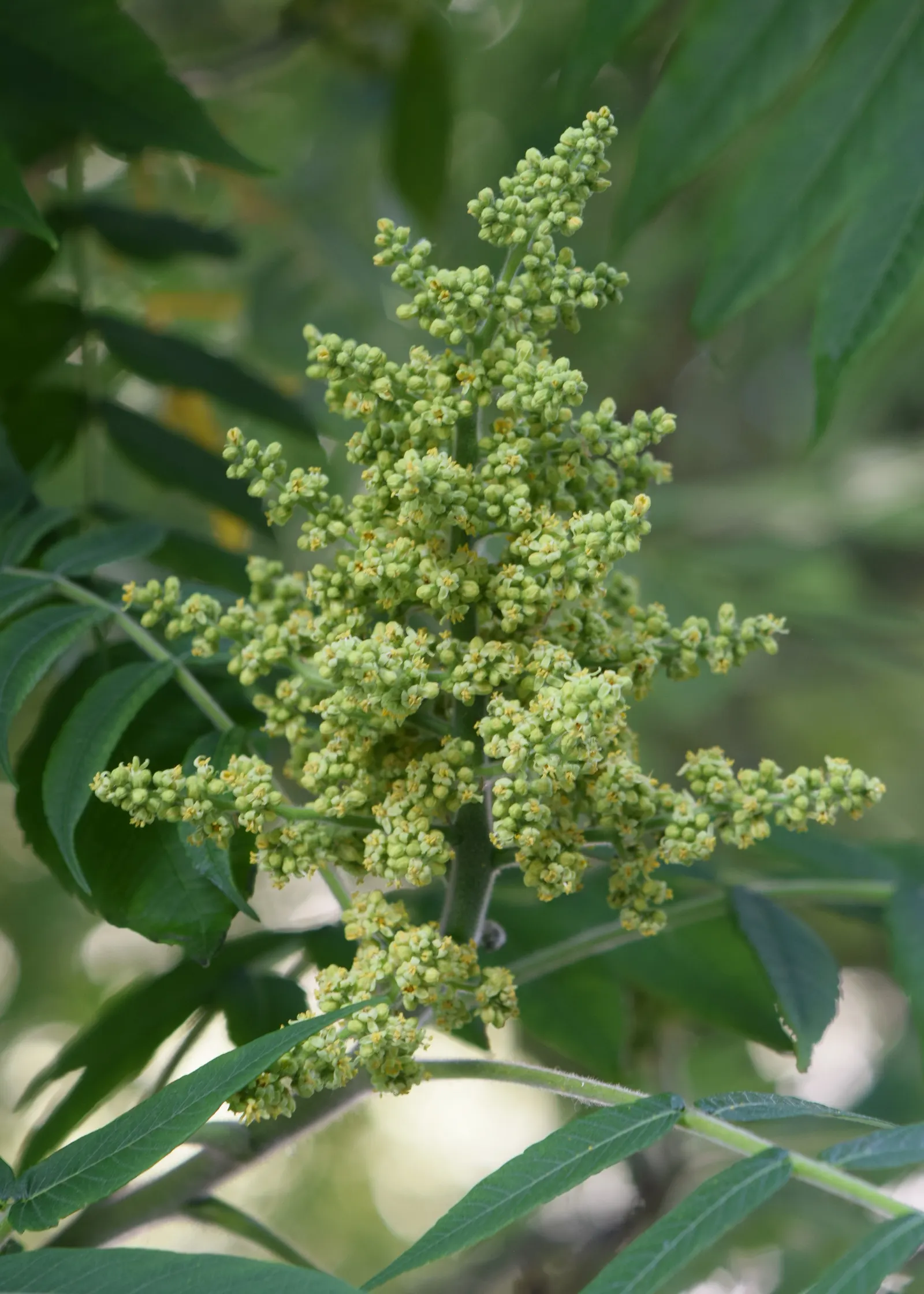 Staghorn Sumac (Rhus Typhina) — this plant is well-suited to USDA hardiness zones 4 through 8.<br><br>Notable for its furry; the plant prefers, image 78
