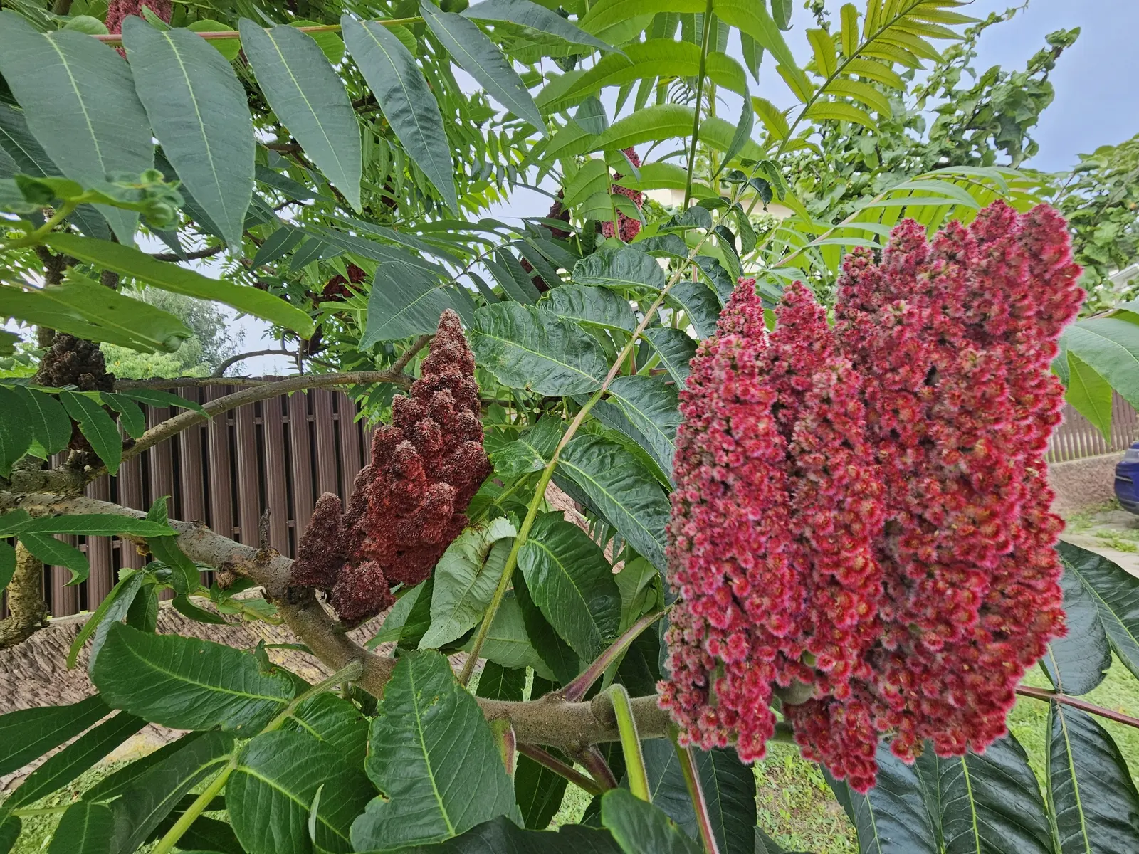 Staghorn Sumac (Rhus Typhina) — provide a lush green canopy; they thrive in well-drained soils and are drought-tolerant, image 119