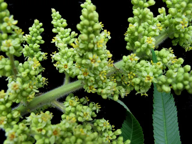 Staghorn Sumac (Rhus Typhina) — Staghorn Sumac (Rhus typhina); antler-like branches that resemble a male deer's antlers in velvet, image 73