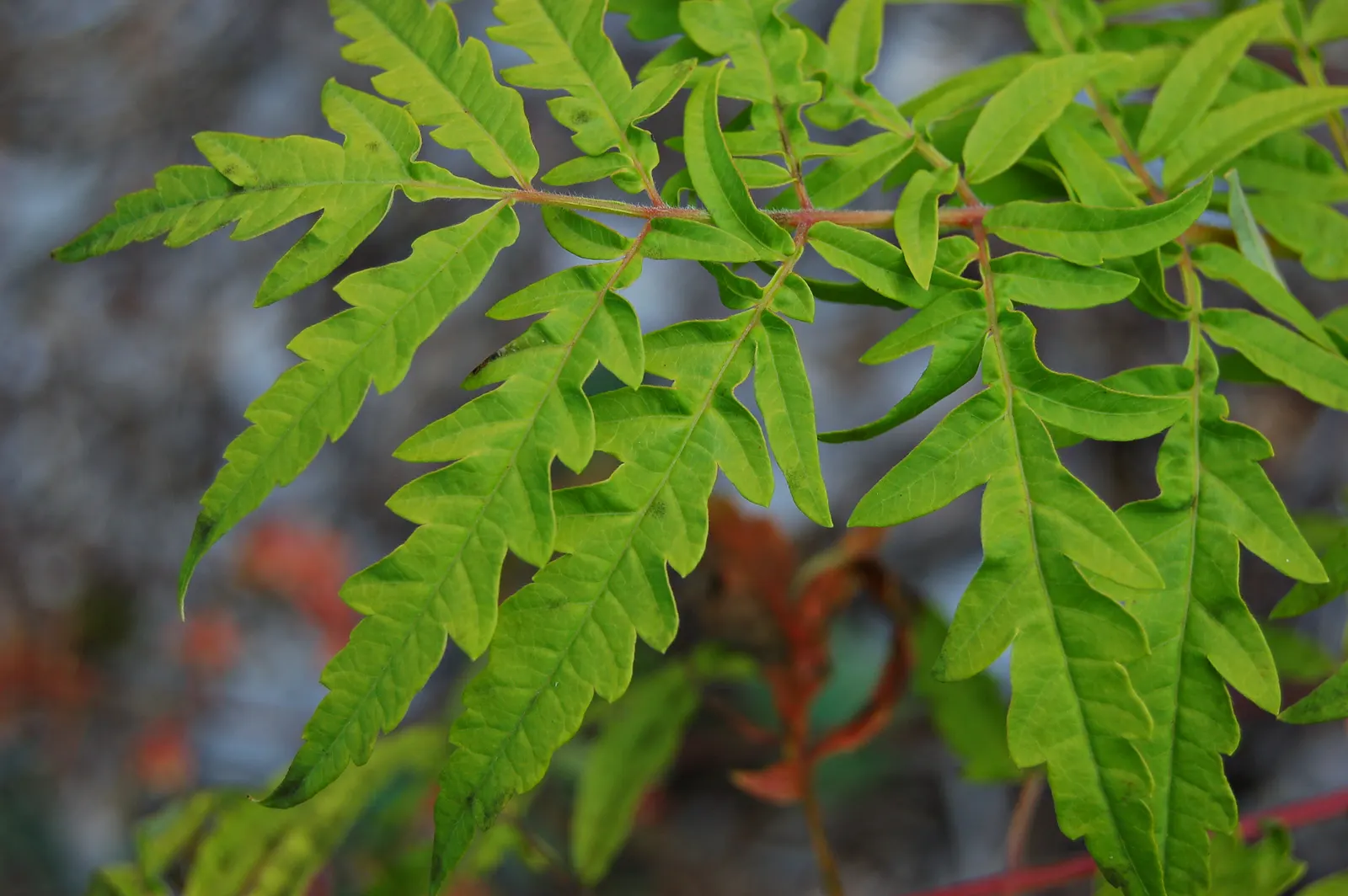 Staghorn Sumac (Rhus Typhina) — Staghorn Sumac (Rhus typhina) is a striking deciduous shrub, attaining 15-25 feet in height and spread; sumacs, image 67