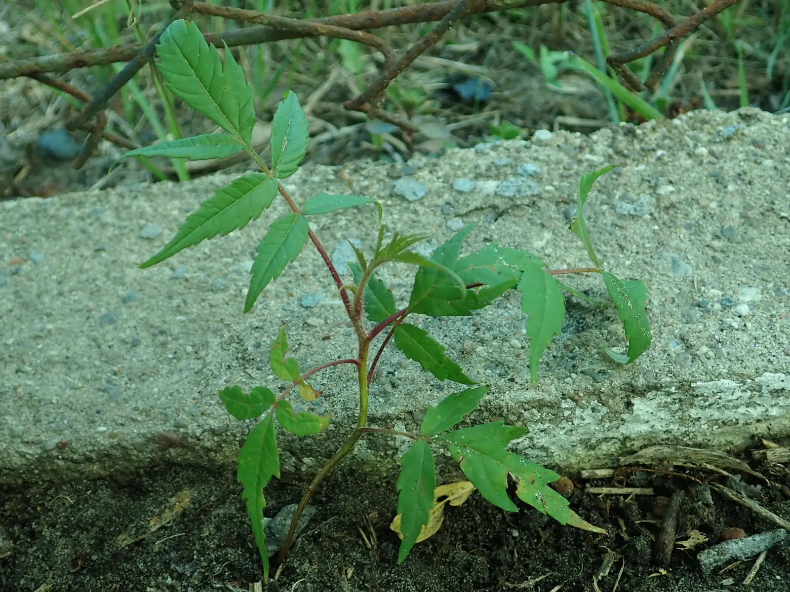 Staghorn Sumac (Rhus Typhina) — Staghorn Sumac produces dense panicles of greenish-yellow flowers in the summer