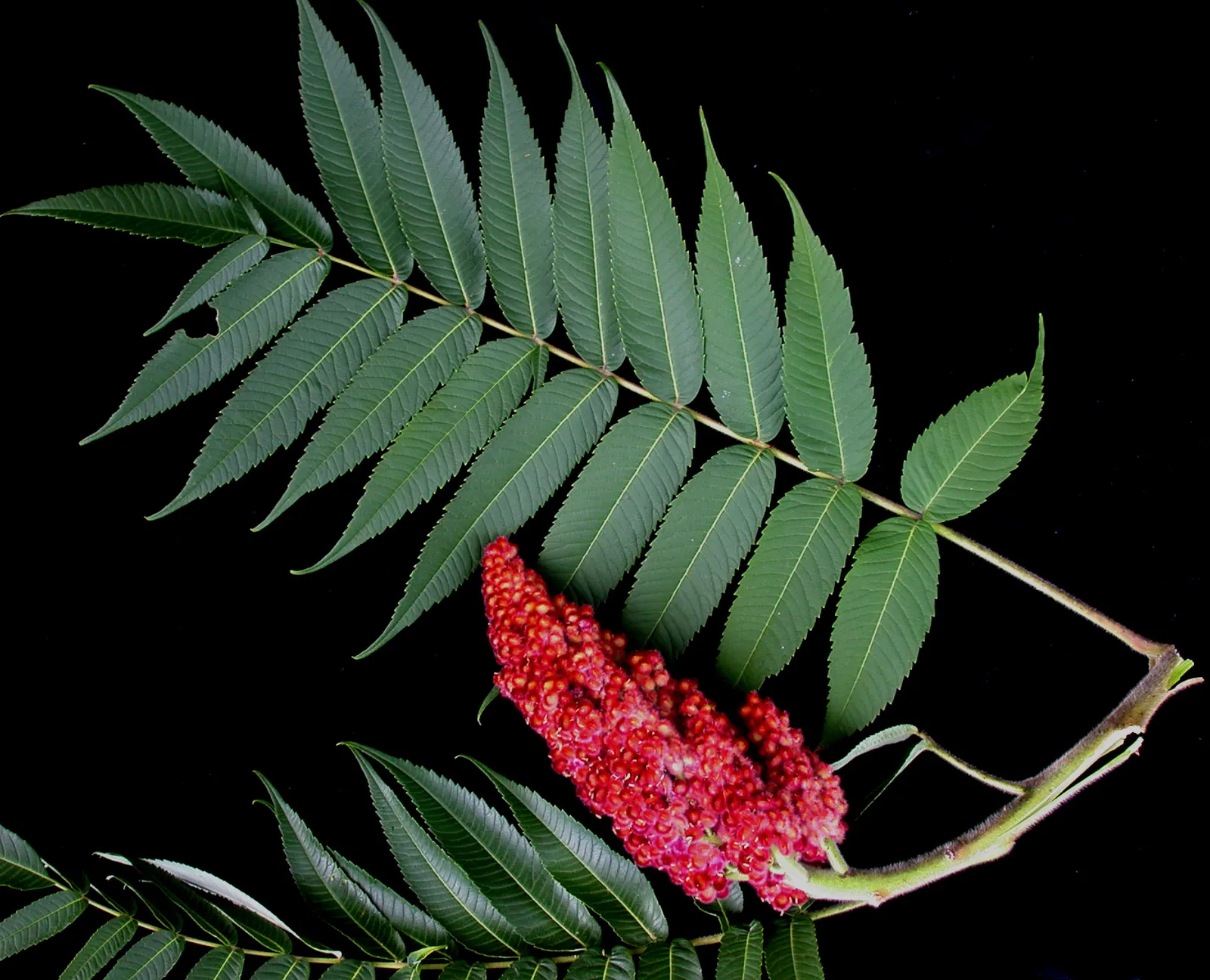 Staghorn Sumac (Rhus Typhina) — Staghorn Sumac produces dense panicles of greenish-yellow flowers in the summer; adding multi-season interest, image 89