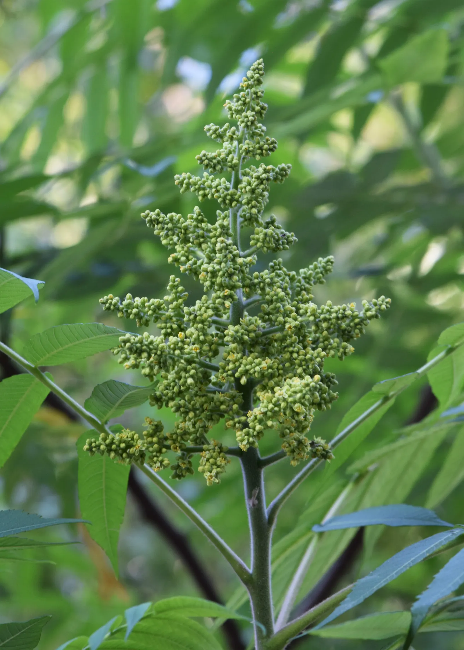Staghorn Sumac (Rhus Typhina) — adding multi-season interest; the Staghorn Sumac thrives in full sun to partial shade, image 92
