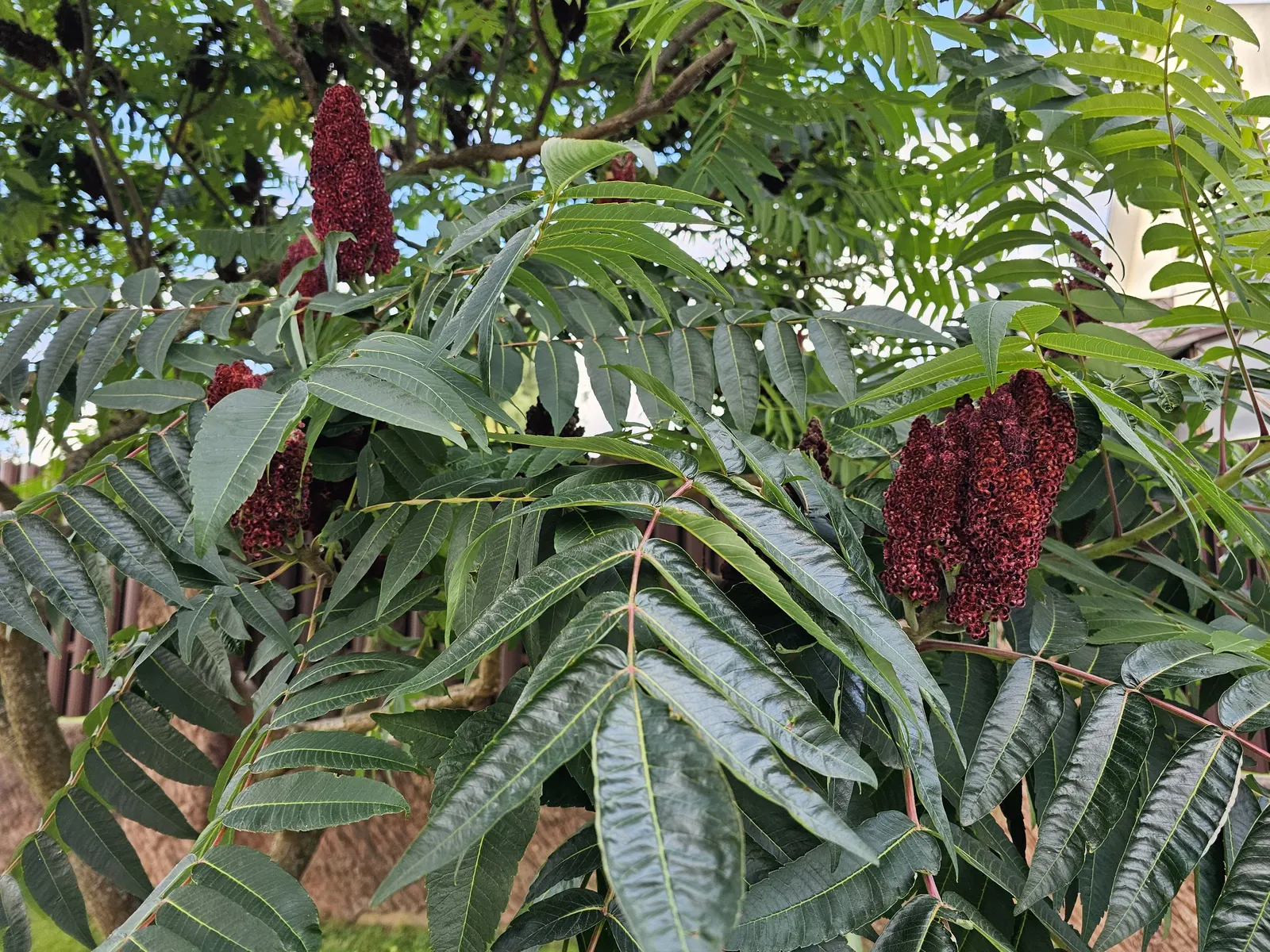 Staghorn Sumac (Rhus Typhina) — red berries that linger into winter