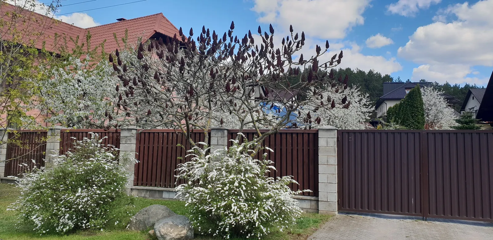 Staghorn Sumac (Rhus Typhina) — making them a low-maintenance choice for impactful seasonal color, image 72