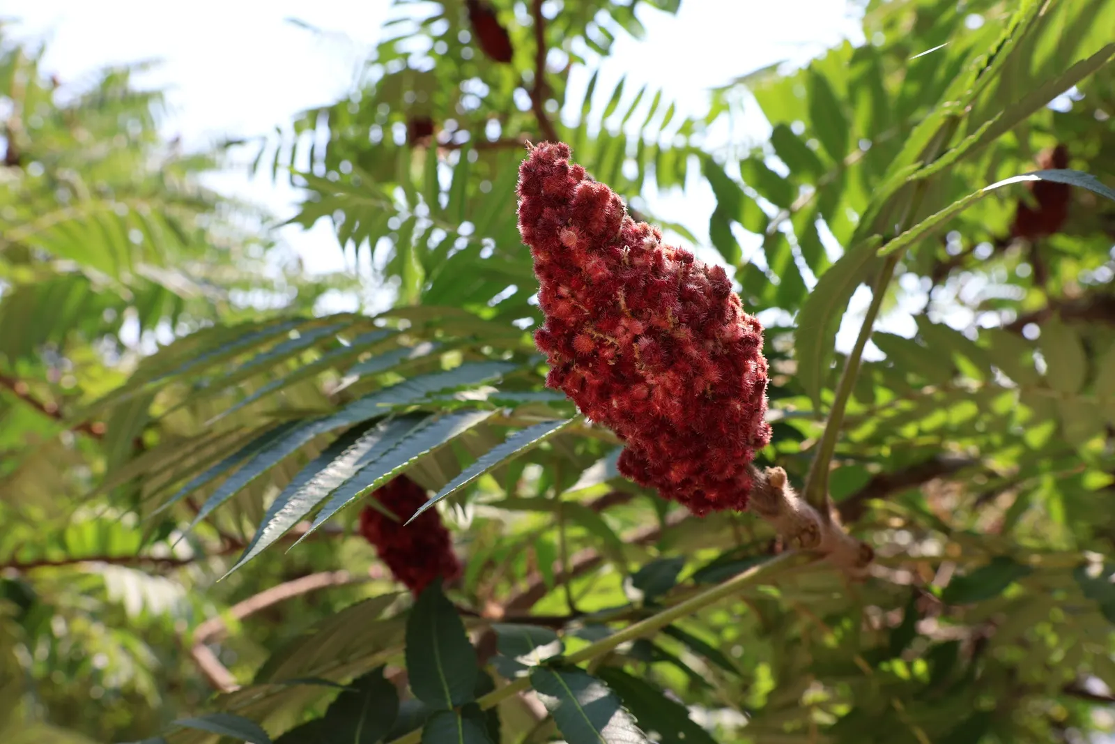 Staghorn Sumac (Rhus Typhina) — offering a brilliant autumnal display.<br><br>Furthermore; which can grow up to 2 feet in length, image 88