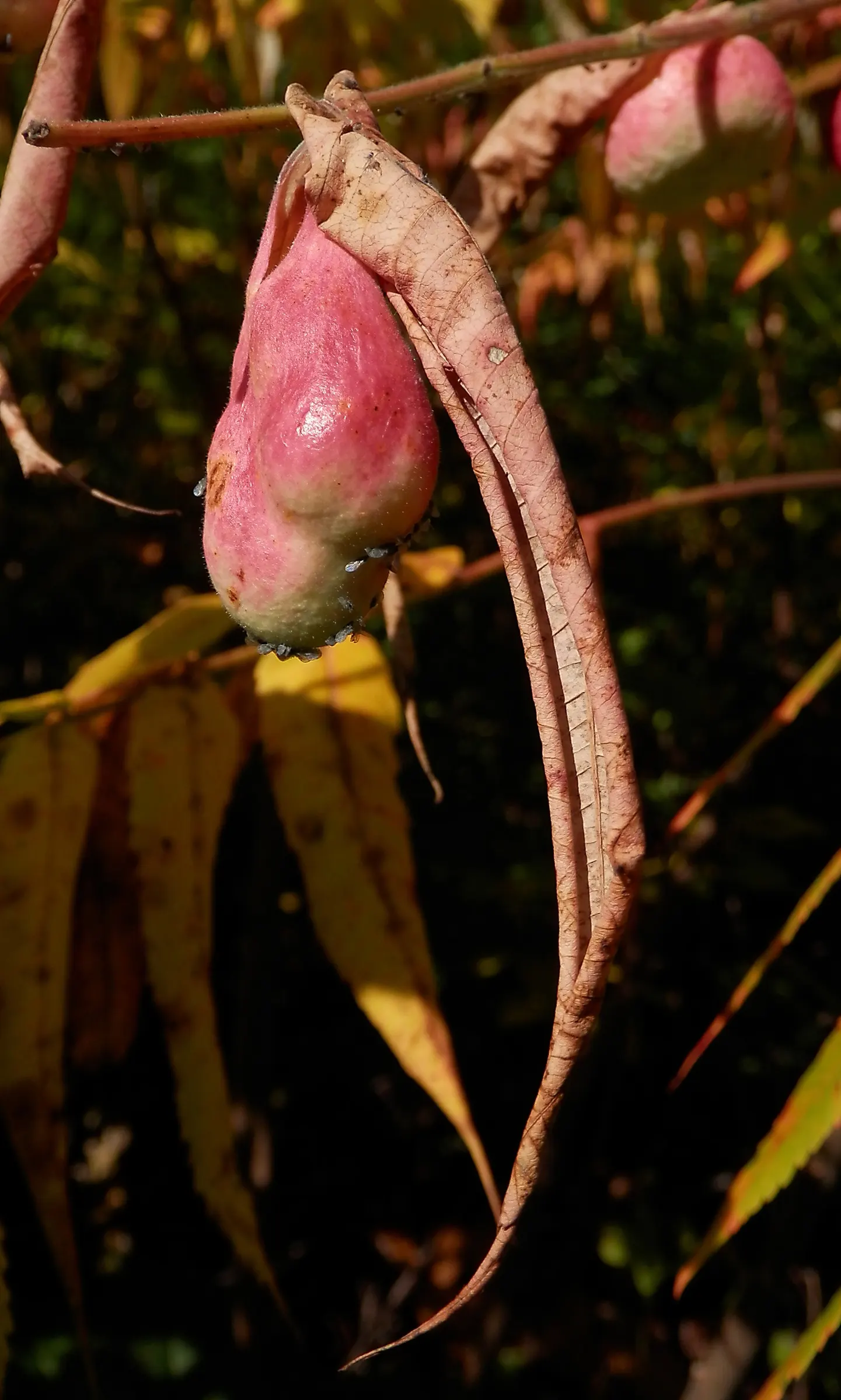 Staghorn Sumac (Rhus Typhina) — a striking deciduous shrub or small tree