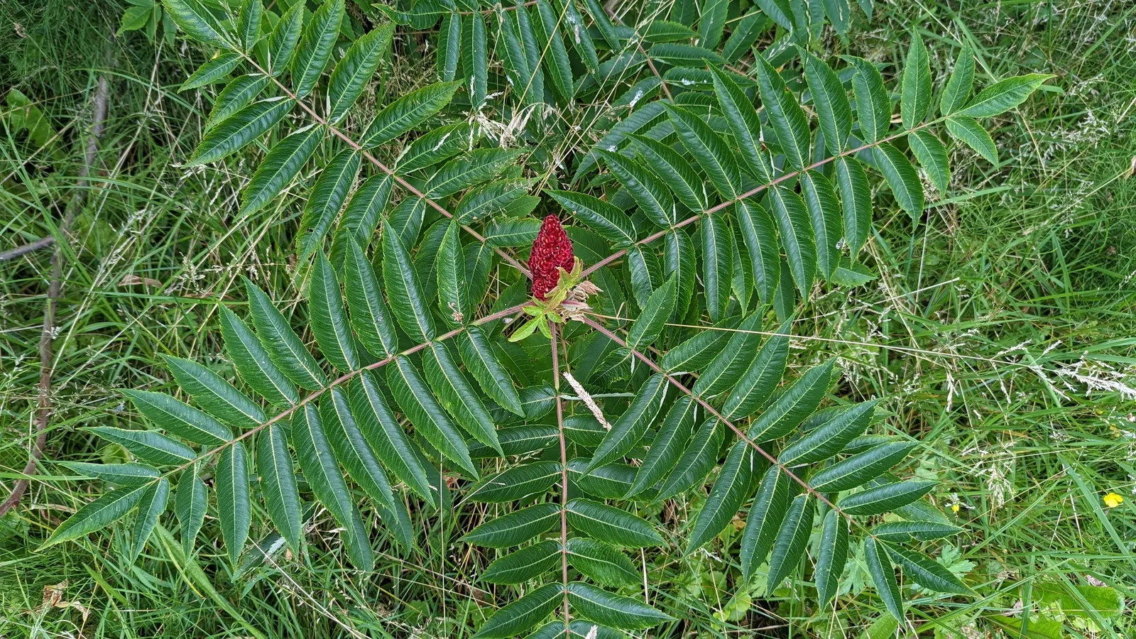 Staghorn Sumac (Rhus Typhina) — followed by eye-catching clusters of fuzzy; shrub / tree for full or half or shade