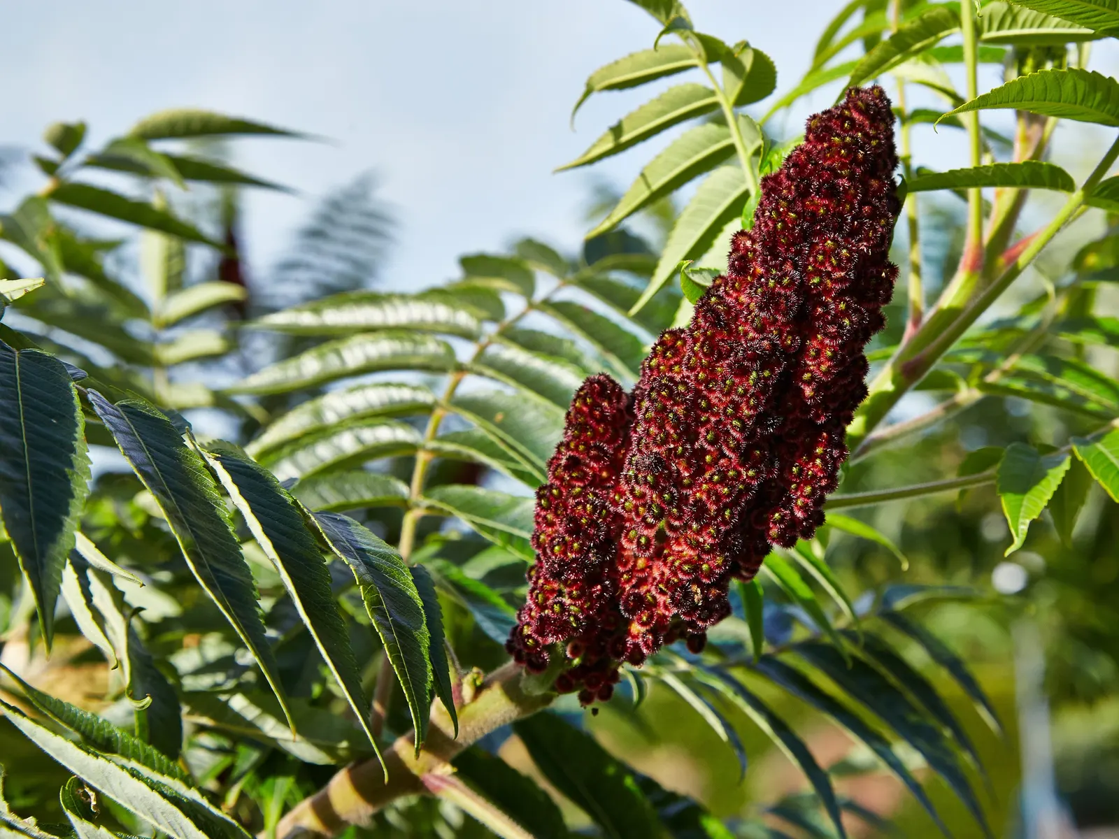 Staghorn Sumac (Rhus Typhina) — this plant features velvety branches resembling deer antlers