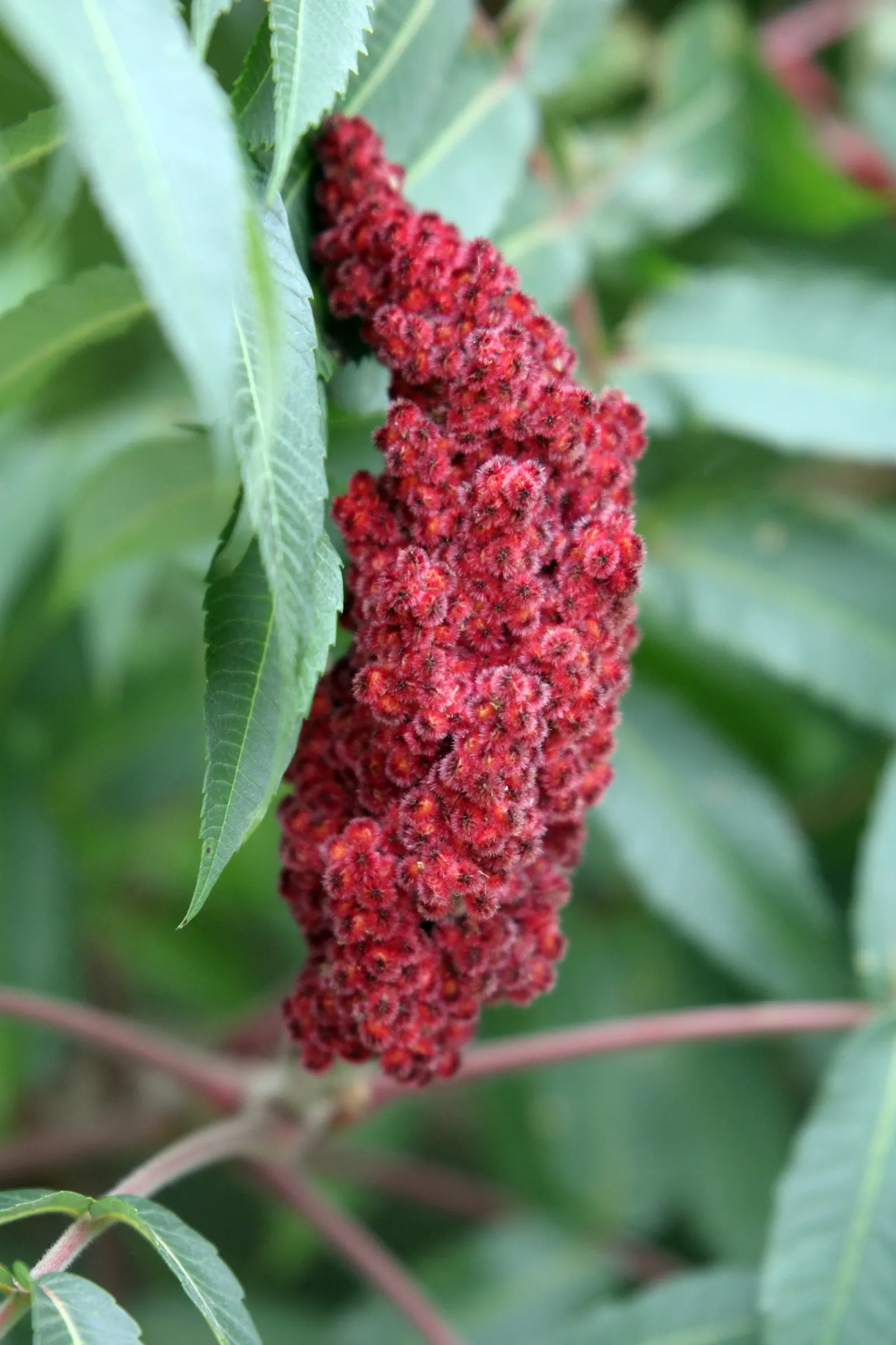 Staghorn Sumac (Rhus Typhina) — antler-like branches that resemble a male deer's antlers in velvet