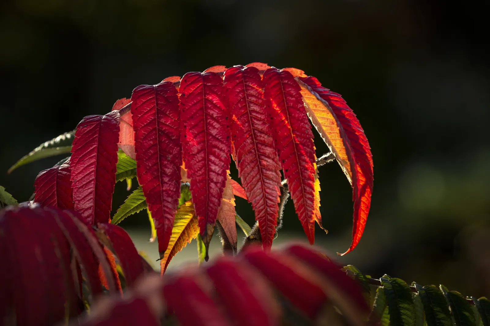 Staghorn Sumac (Rhus Typhina) — including dry and poor soils; it typically stands 15 to 25 feet in height with an equal spread, though it can, image 82