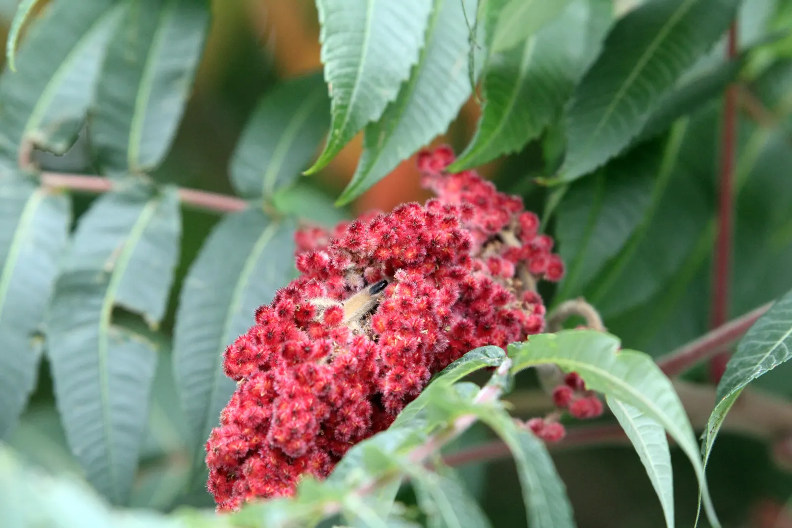 Staghorn Sumac (Rhus Typhina) — With its engaging aesthetics and low-maintenance nature