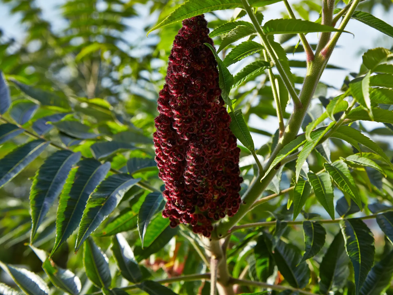 Staghorn Sumac (Rhus Typhina) — The plant prefers well-draining soil but tolerates a variety of conditions; this plant features velvety branches, image 81