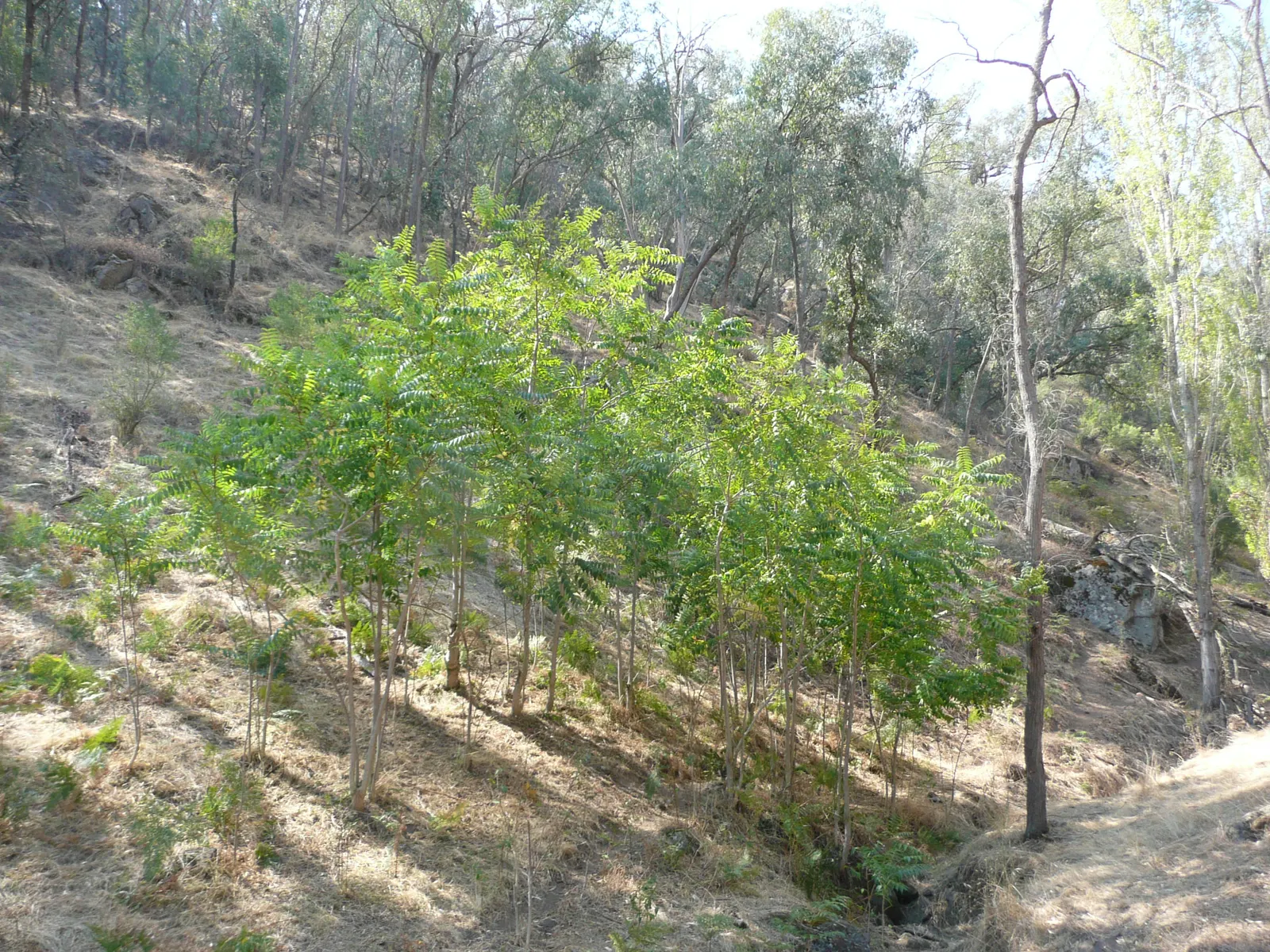 Staghorn Sumac (Rhus Typhina) — they thrive in well-drained soils and are drought-tolerant; staghorn Sumac is an excellent choice for adding structure and