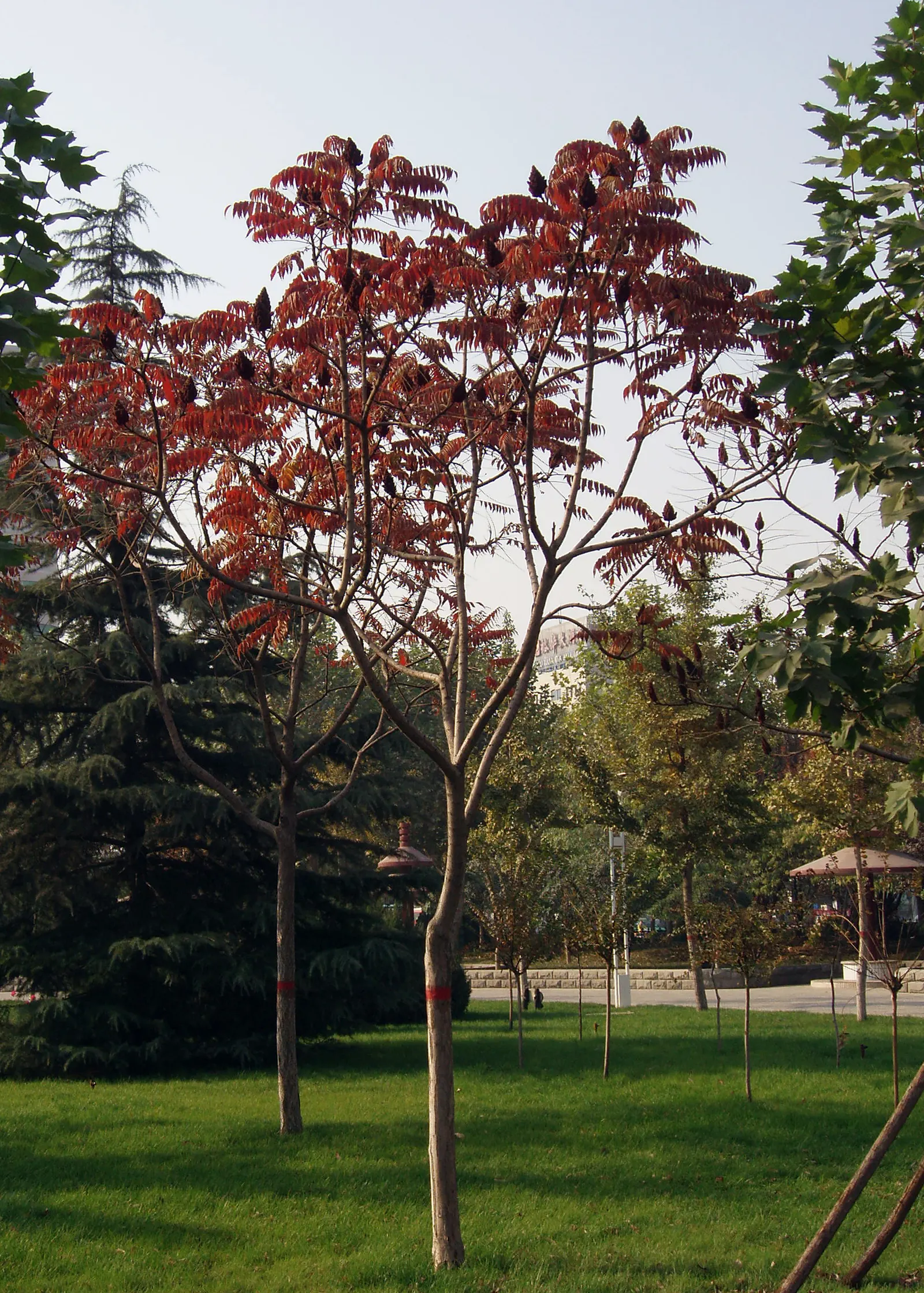 Staghorn Sumac (Rhus Typhina) — provide a lush green canopy