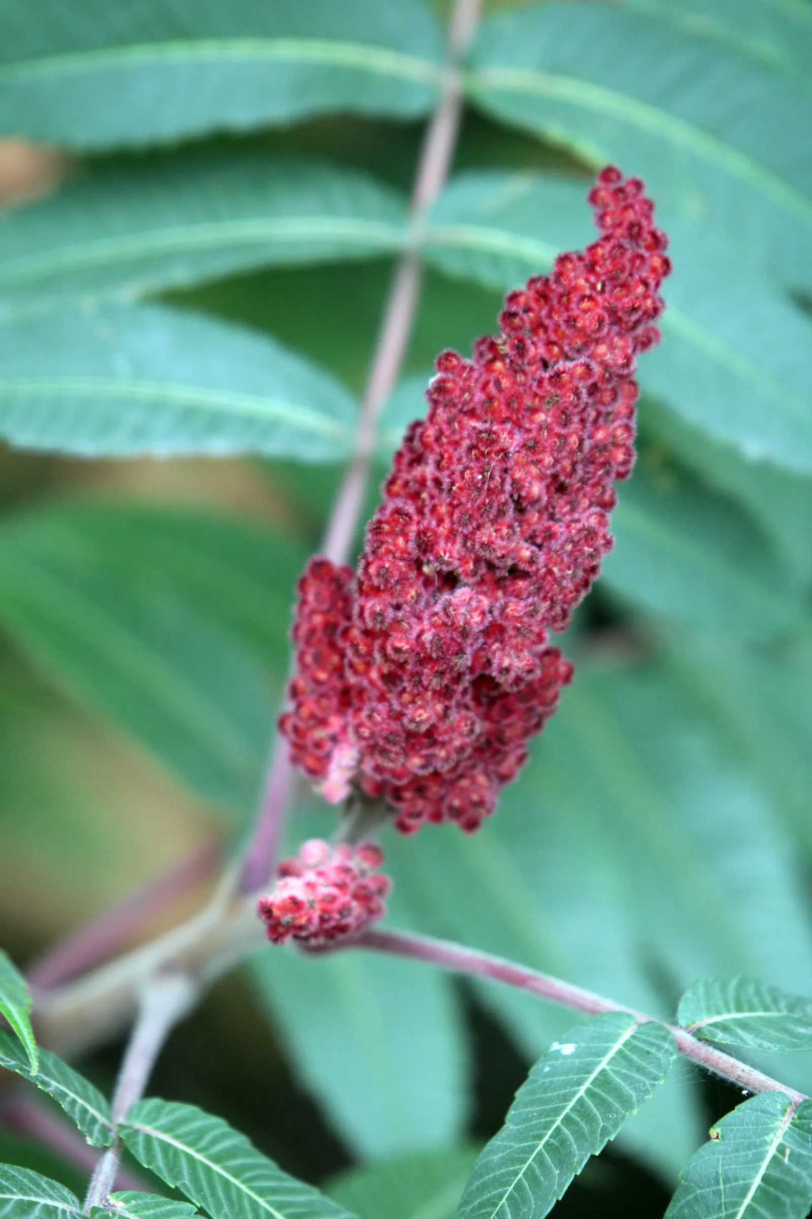 Staghorn Sumac (Rhus Typhina) — These berries are a valuable food source for wildlife; the foliage transforms into spectacular shades of yellow