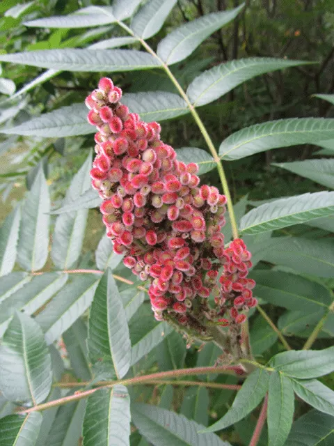 Staghorn Sumac (Rhus Typhina) — The plant prefers well-draining soil but tolerates a variety of conditions; this plant features velvety branches, image 114